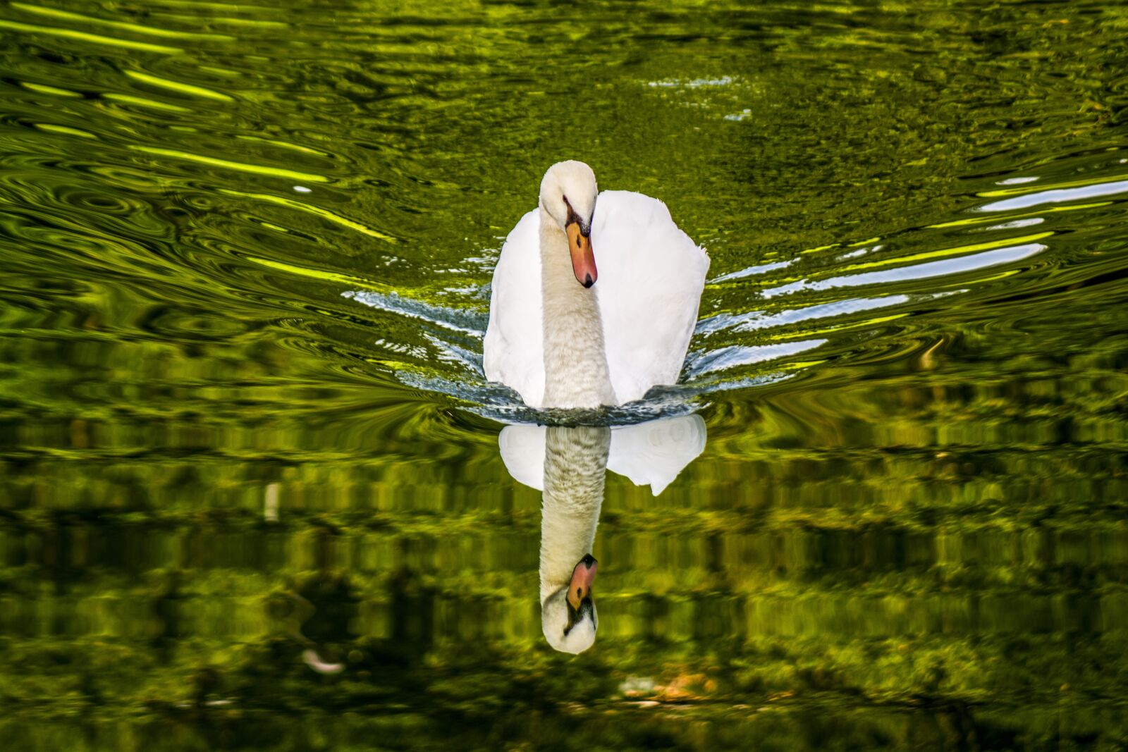 Nikon D5200 sample photo. Water, swan, lake photography