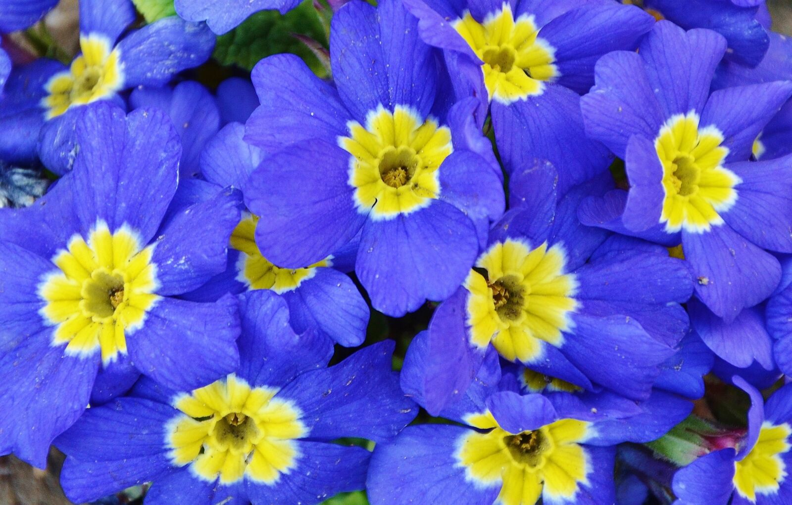 Nikon D7000 sample photo. Flower, natur, floral photography