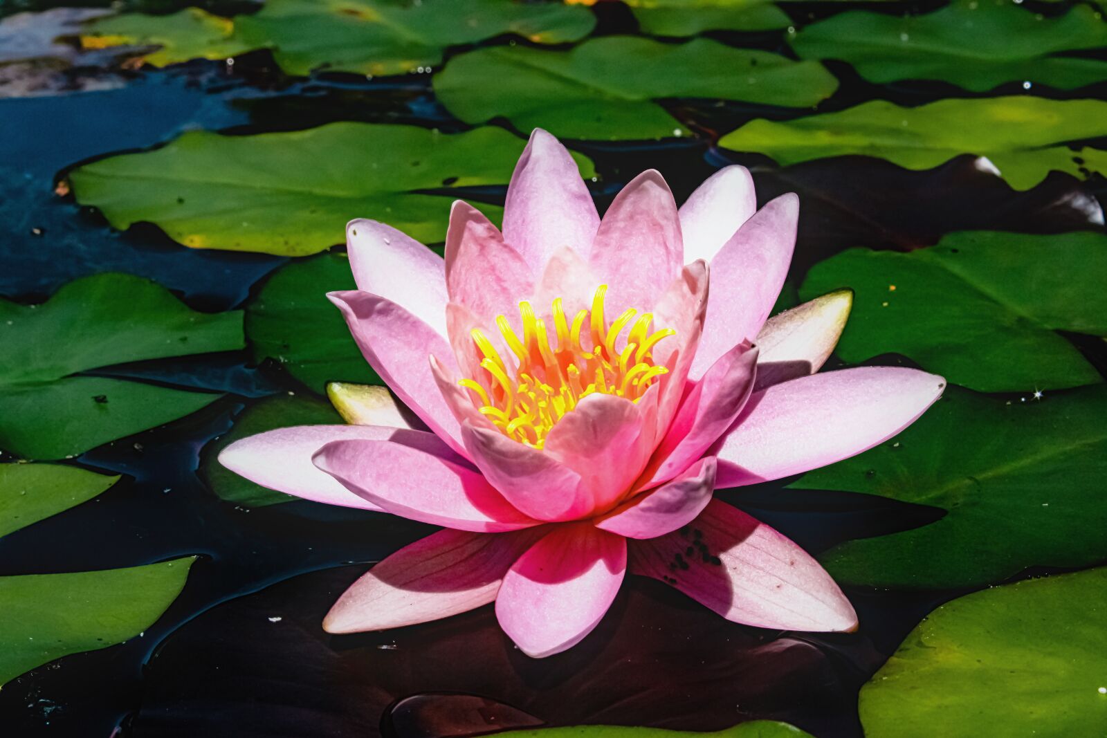 Canon EOS 2000D (EOS Rebel T7 / EOS Kiss X90 / EOS 1500D) sample photo. Water lily, red water photography