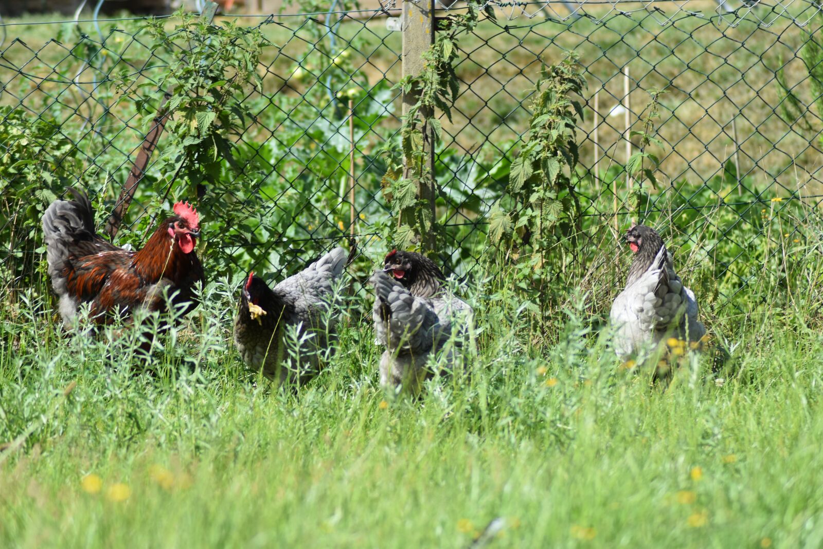 Nikon D3500 sample photo. Chicken, rooster, garden photography