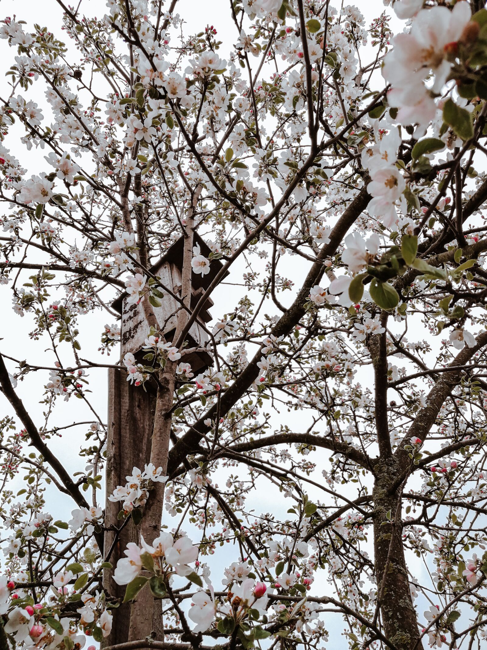 HUAWEI P10 Plus sample photo. Spring, spring inspiration, bloom photography