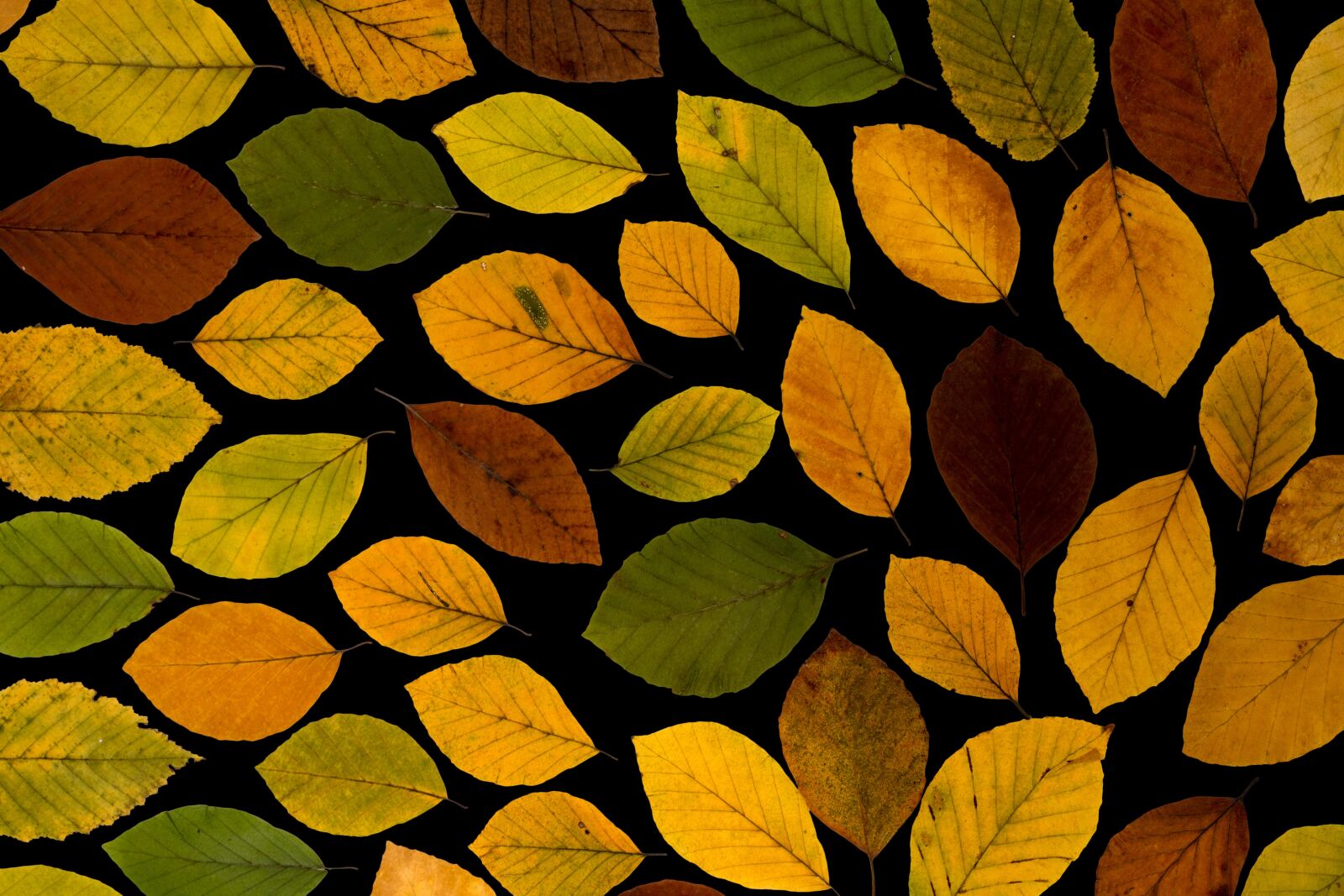 Canon EF-S 60mm F2.8 Macro USM sample photo. Leaves, fall leaves, true photography