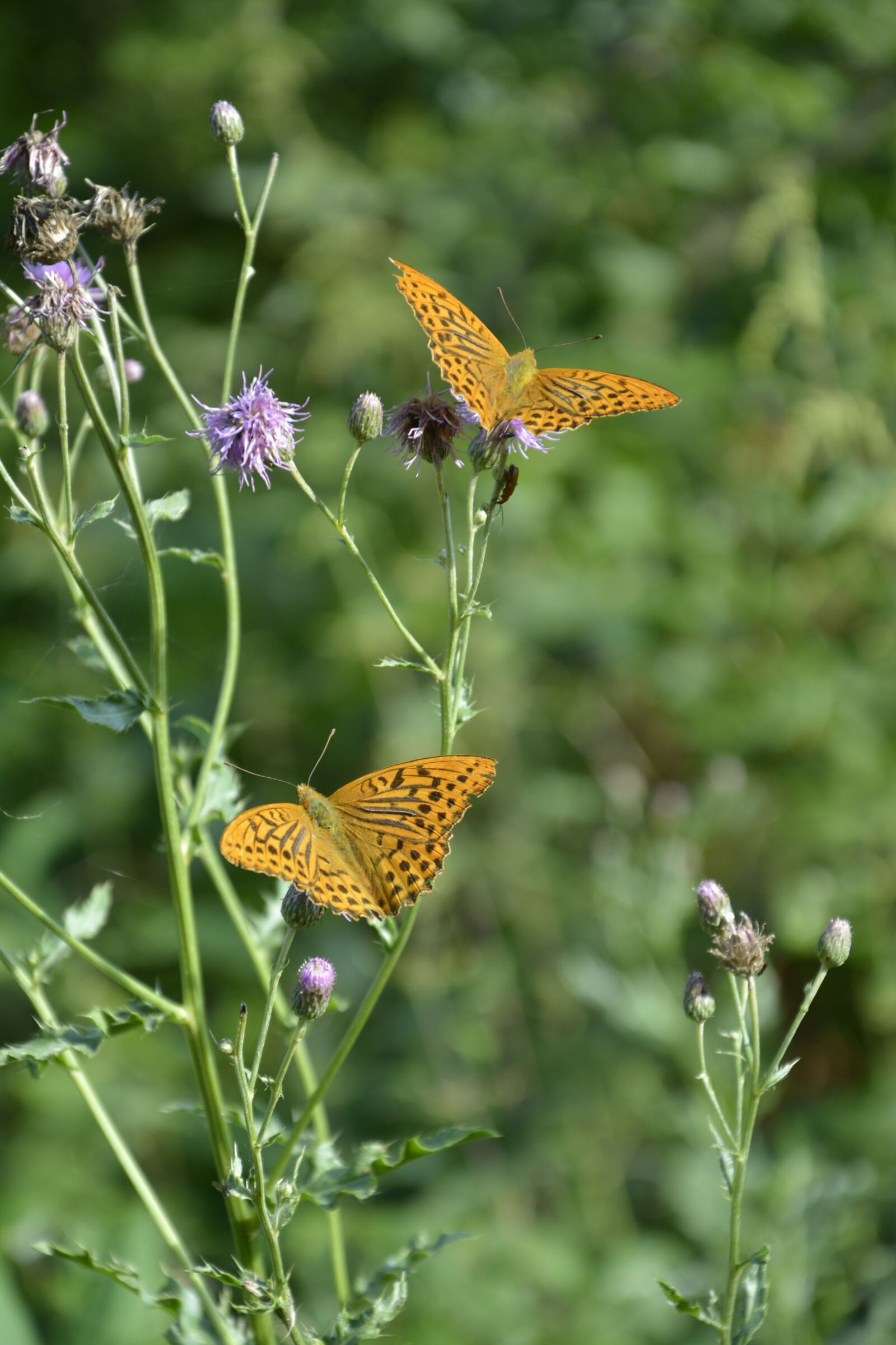 Nikon D5200 sample photo. Butterfly, flower, spring photography