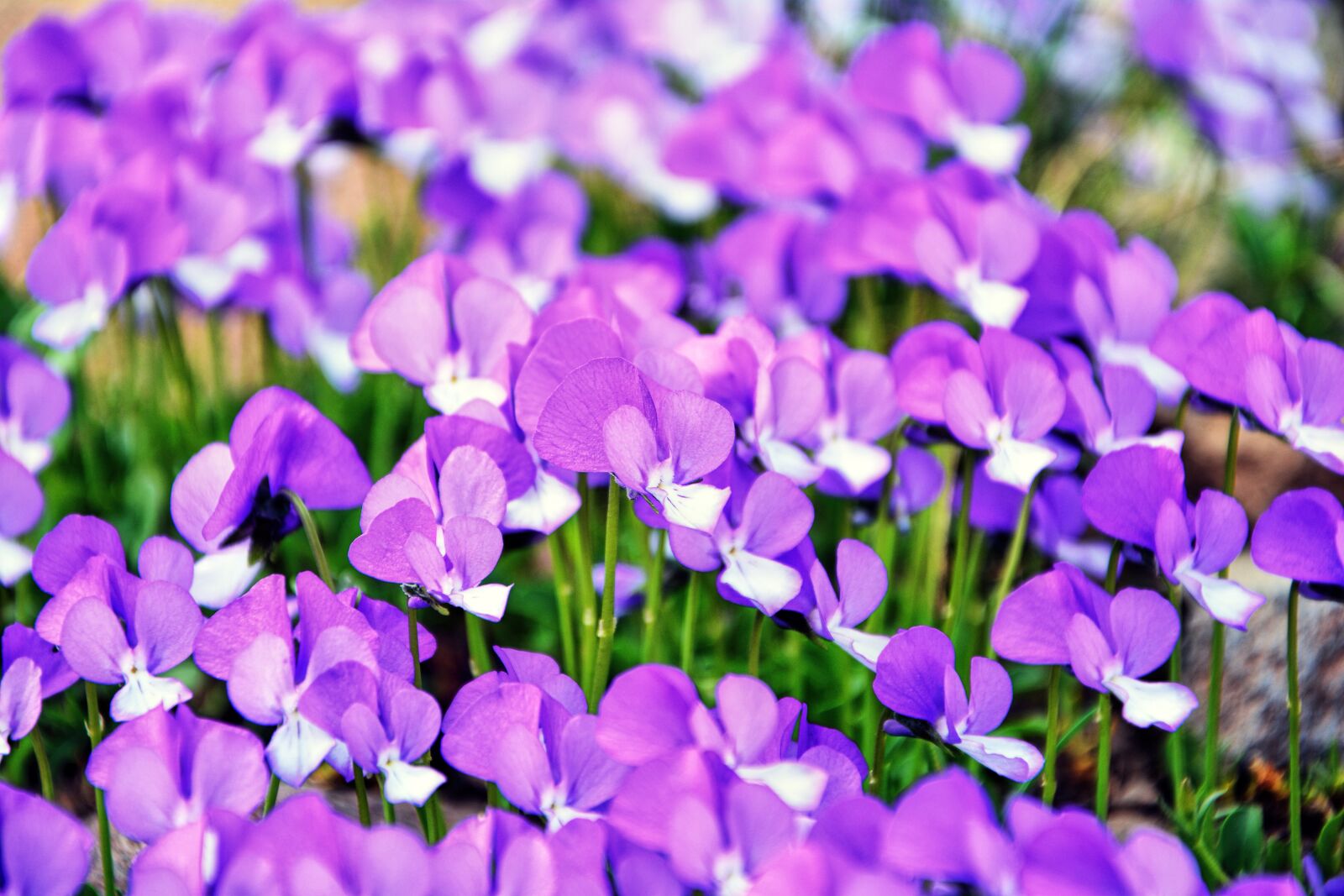 Nikon D7100 sample photo. Mountain violets, nature, flower photography