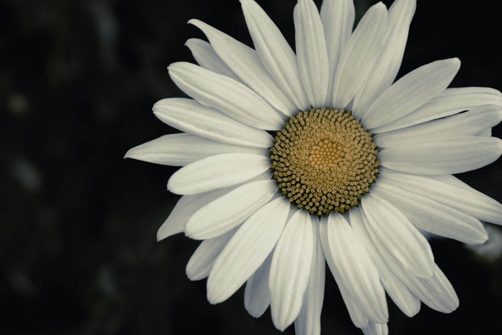 Nikon D5600 sample photo. Flower, daisy, bloom photography