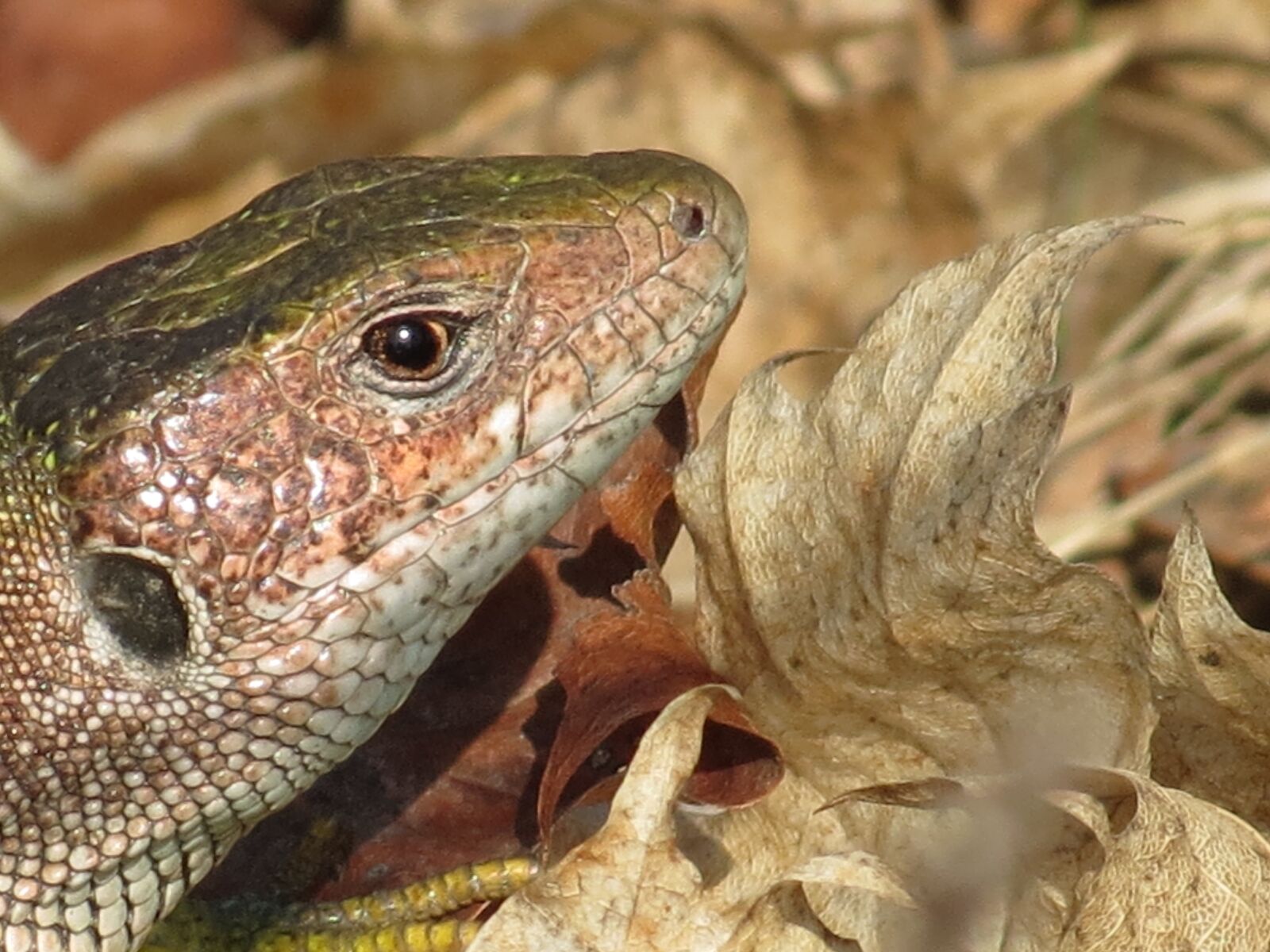 Canon PowerShot SX40 HS sample photo. Lizard, green, reptile photography