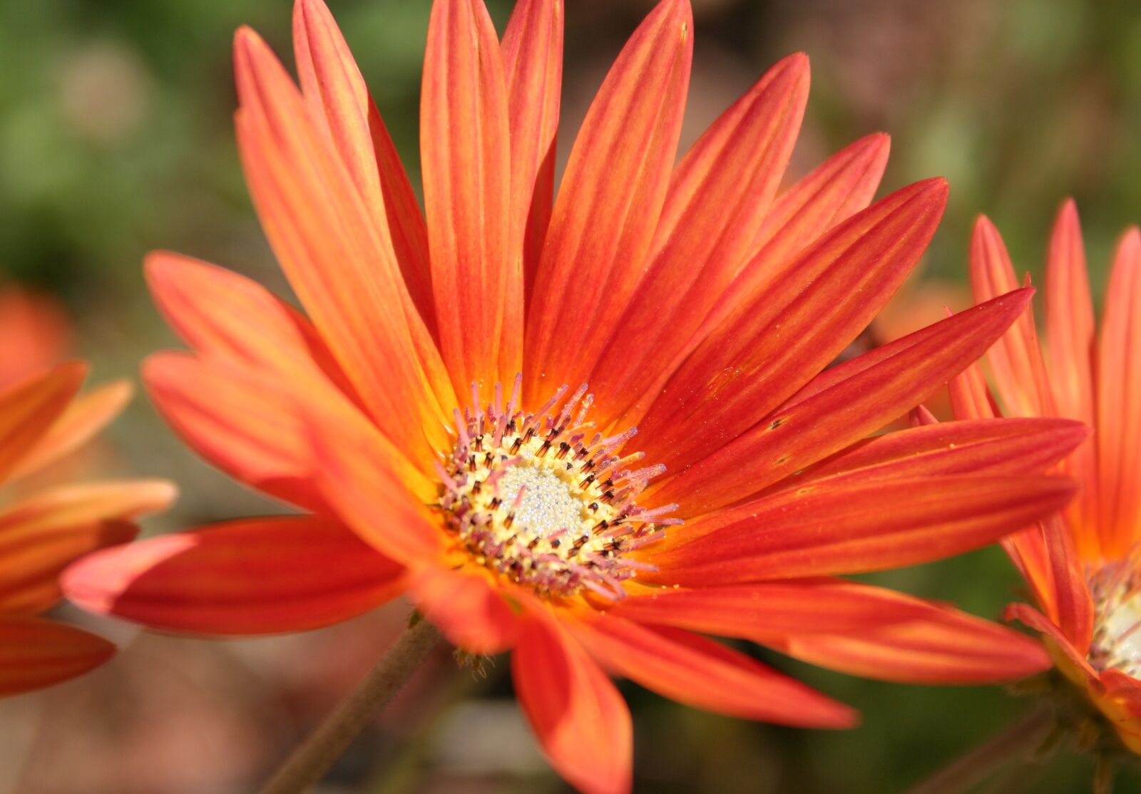 Canon EOS 350D (EOS Digital Rebel XT / EOS Kiss Digital N) sample photo. Gerbera, flower, orange yellow photography