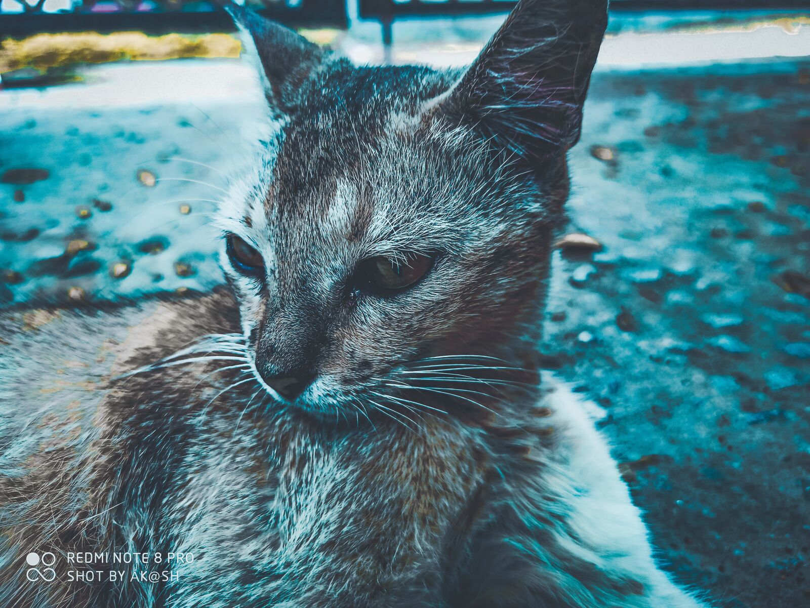Xiaomi Redmi Note 8 Pro sample photo. Catty, pu y, meow photography