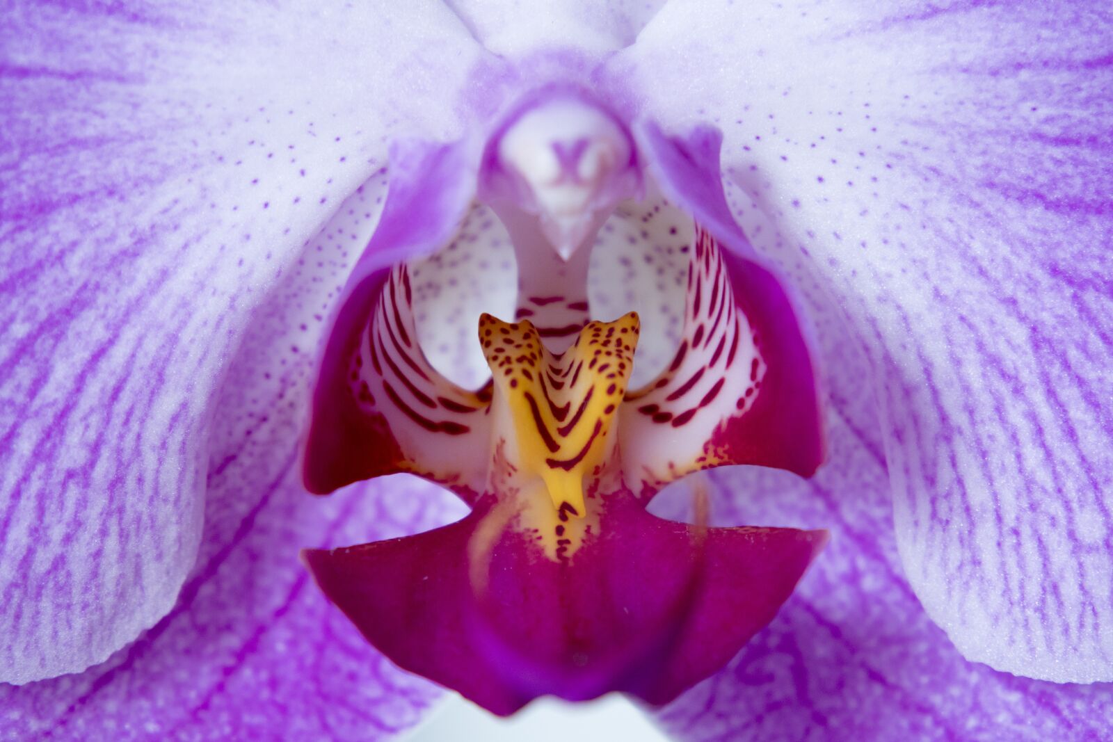 Nikon 1 Nikkor VR 30-110mm F3.8-5.6 sample photo. Orchid, flower, pink photography