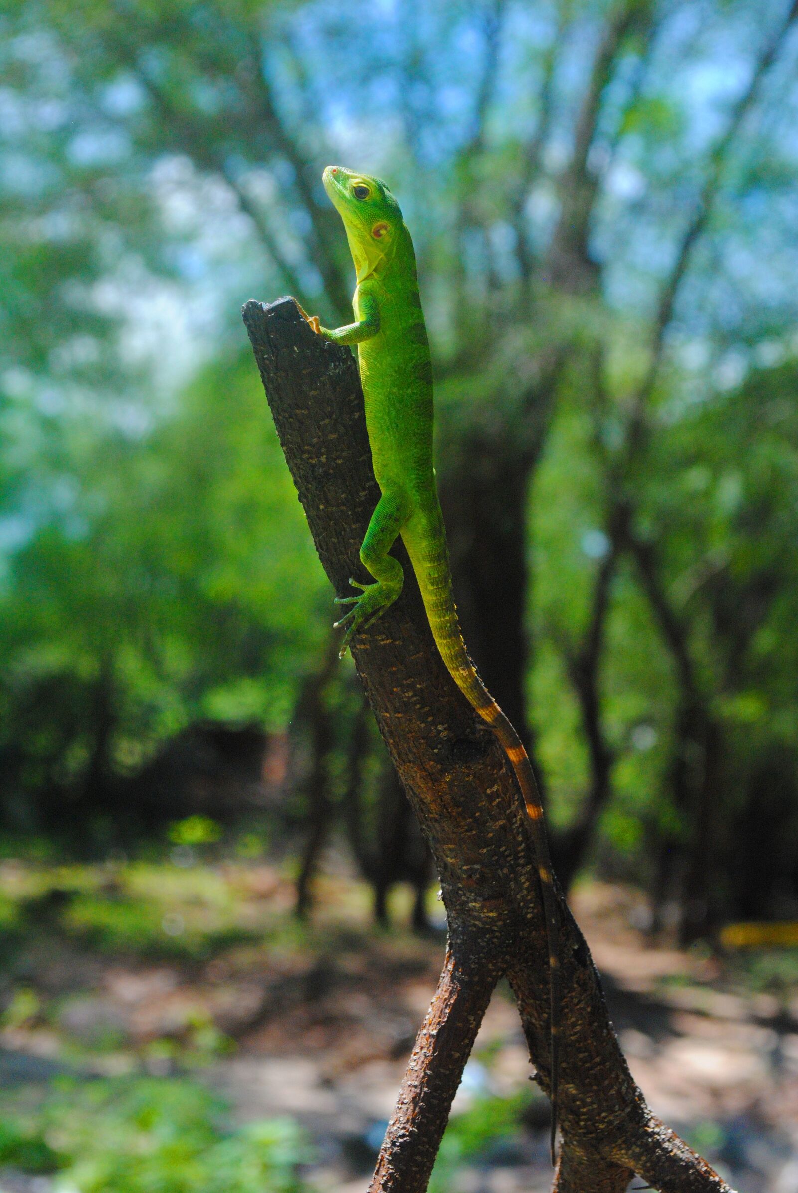 Nikon D3000 sample photo. Iguana, green, reptile photography