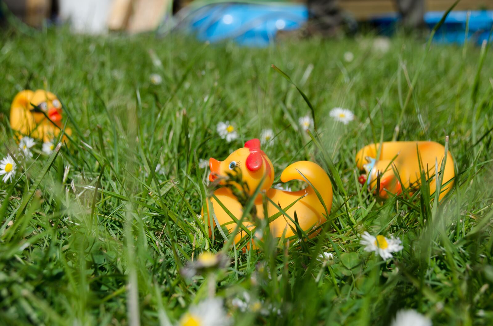 Nikon D5100 sample photo. Garden, summer, flower photography