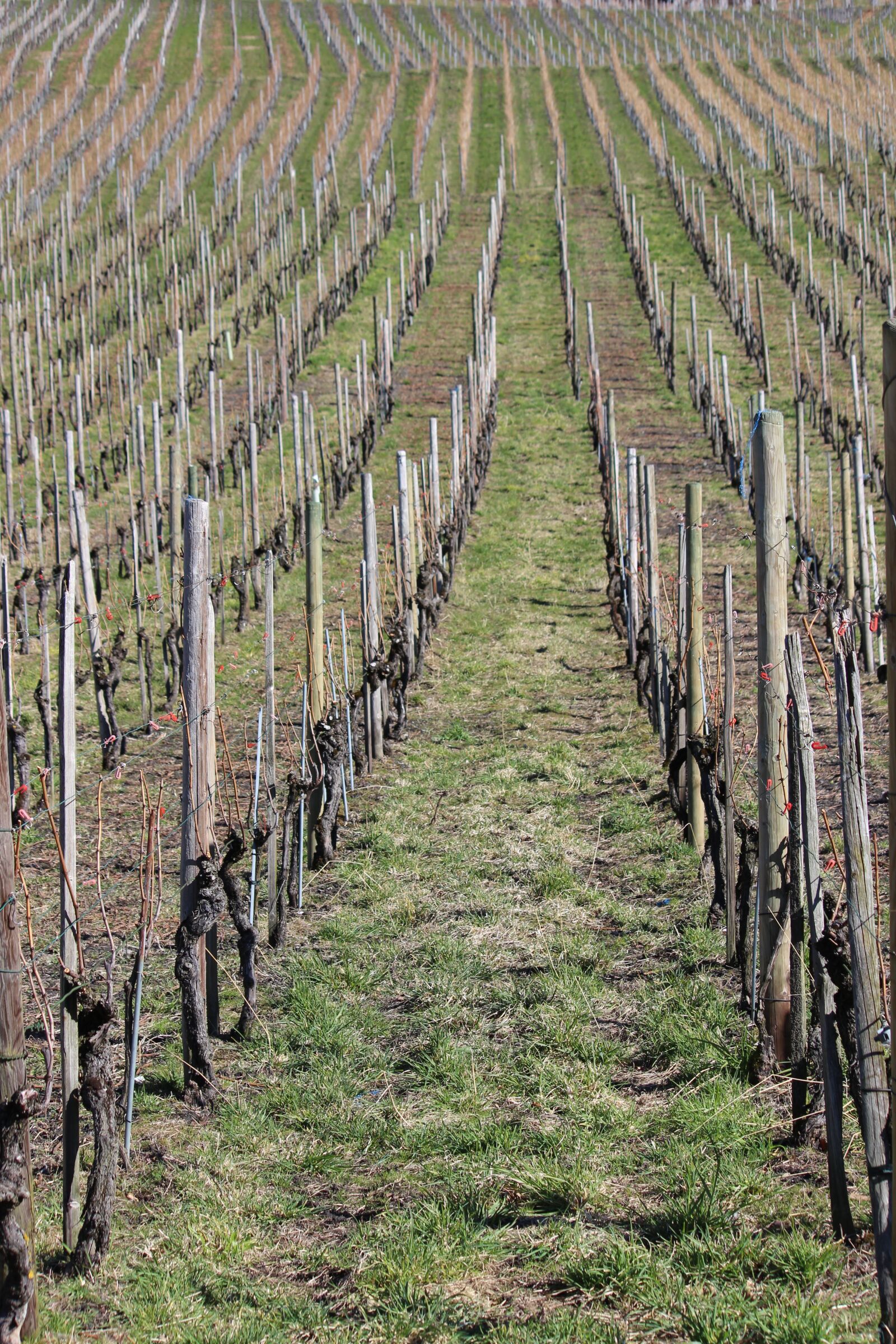 Canon EOS 600D (Rebel EOS T3i / EOS Kiss X5) sample photo. Vineyard, winter, nature photography