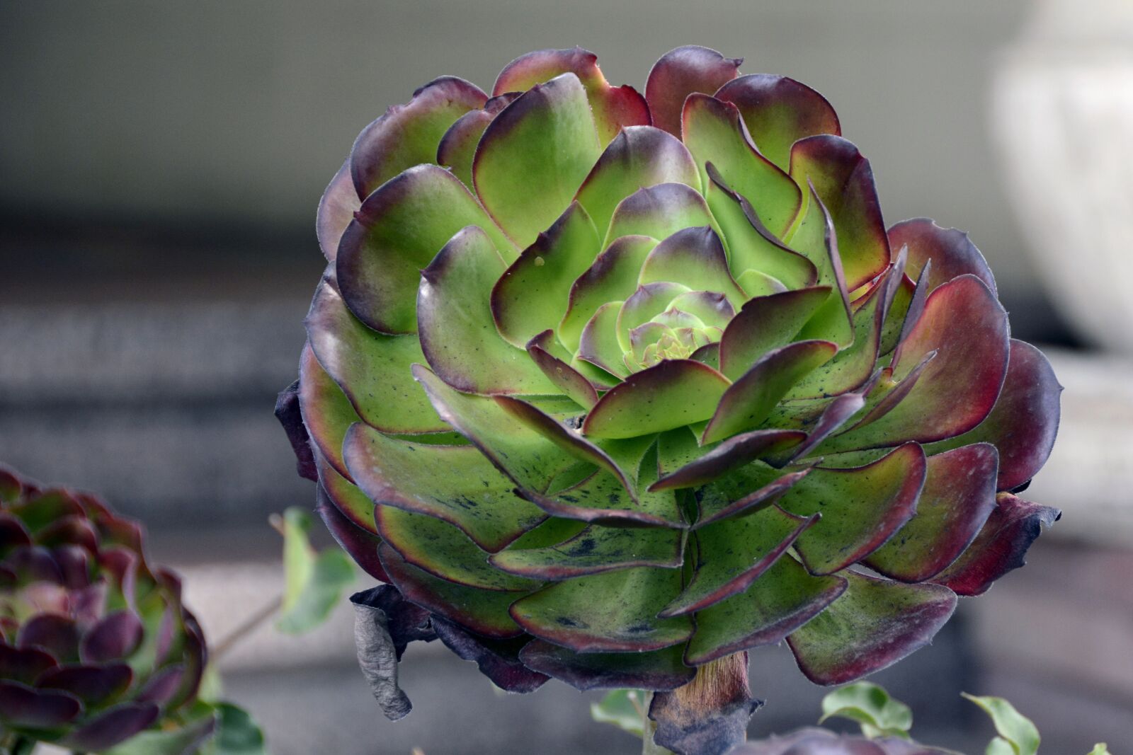 Nikon D7100 sample photo. Thick sheet greenhouse, crassulaceae photography