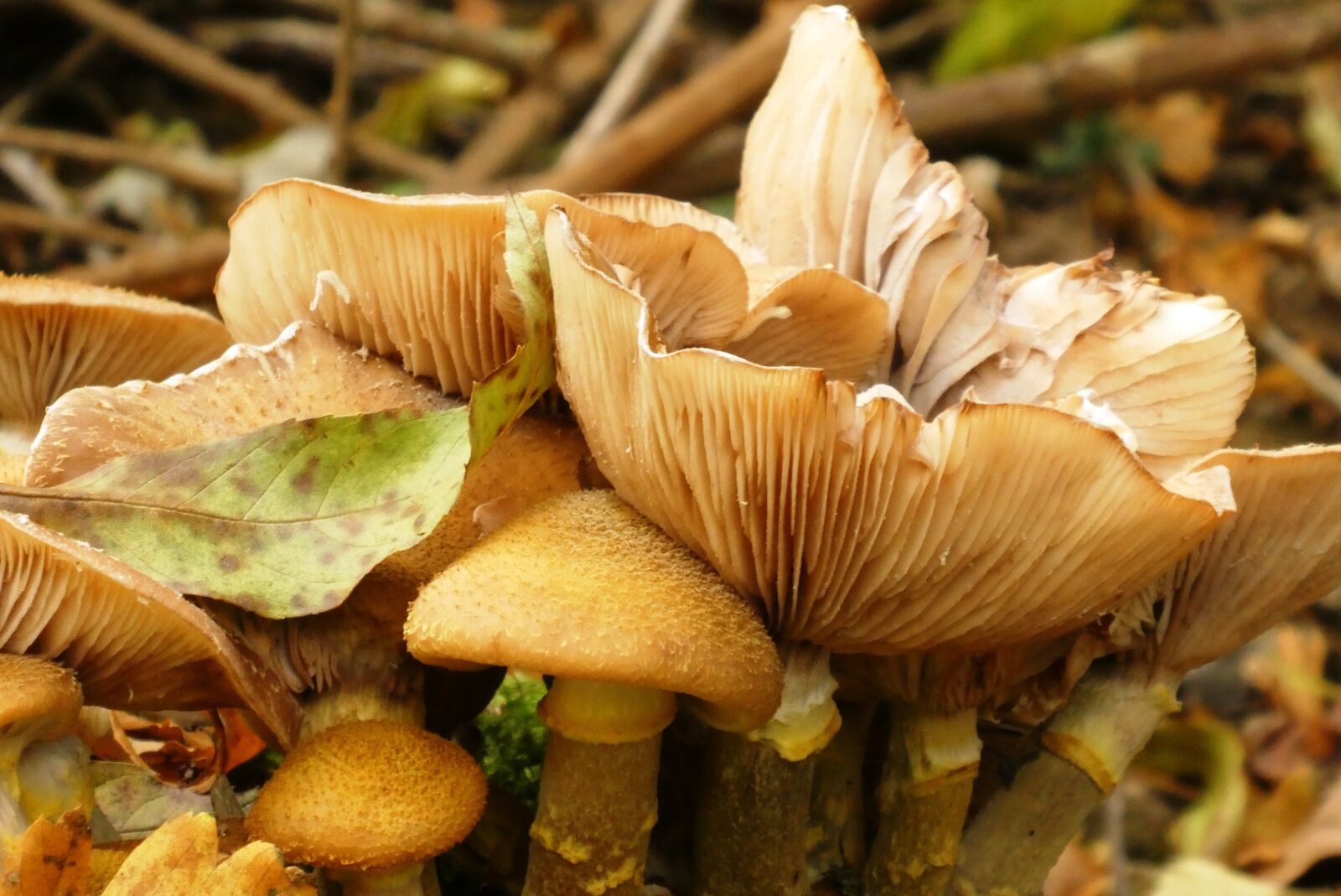 Panasonic Lumix DC-ZS70 (Lumix DC-TZ90) sample photo. Mushrooms, forest, autumn photography