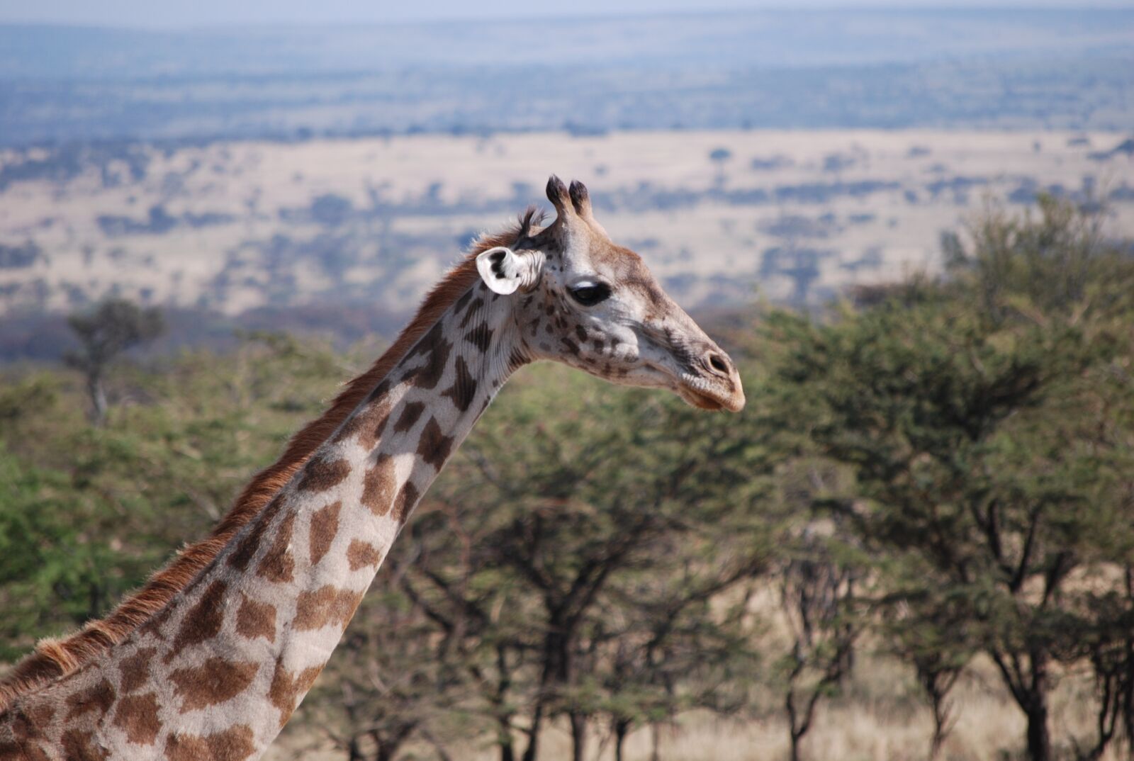 Nikon D60 sample photo. Giraffe, africa, safari photography
