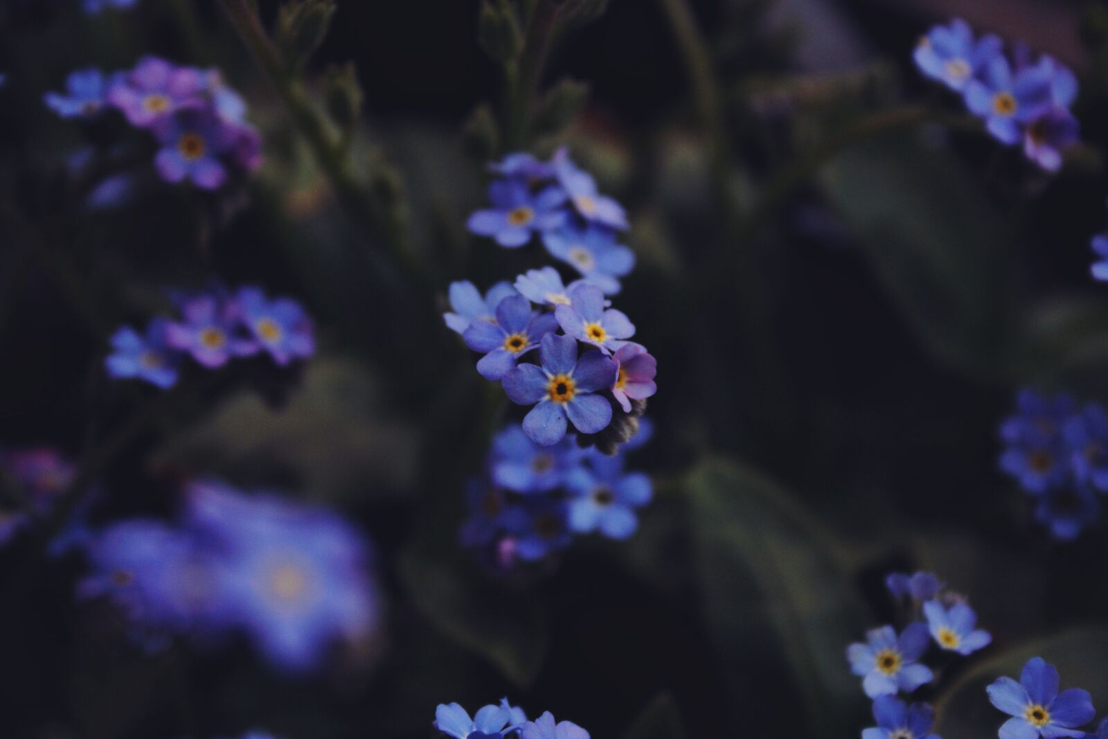Canon EOS 350D (EOS Digital Rebel XT / EOS Kiss Digital N) sample photo. Flowers, macro, blue photography