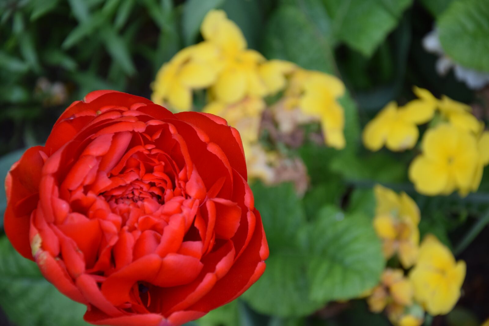 Nikon D5300 sample photo. Flower, yellow, tulip photography