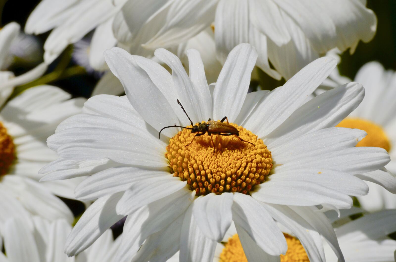 Nikon D5100 sample photo. Marguerite, blossom, bloom photography