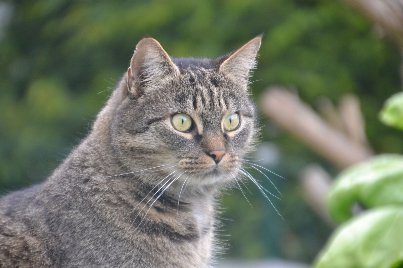 Nikon D3100 sample photo. Cat, pet, animal photography