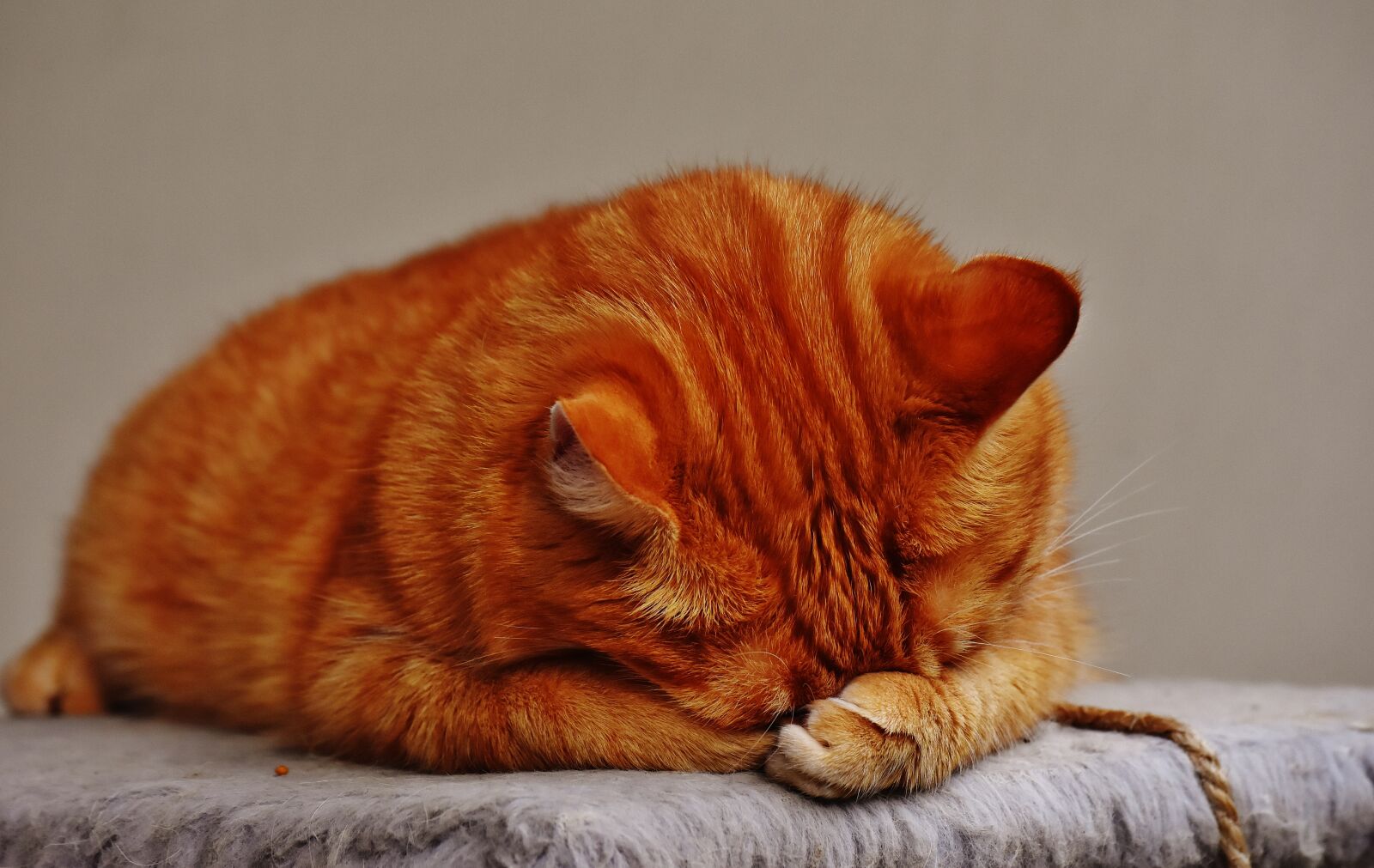 Nikon D7200 sample photo. Cat, red, sleep photography