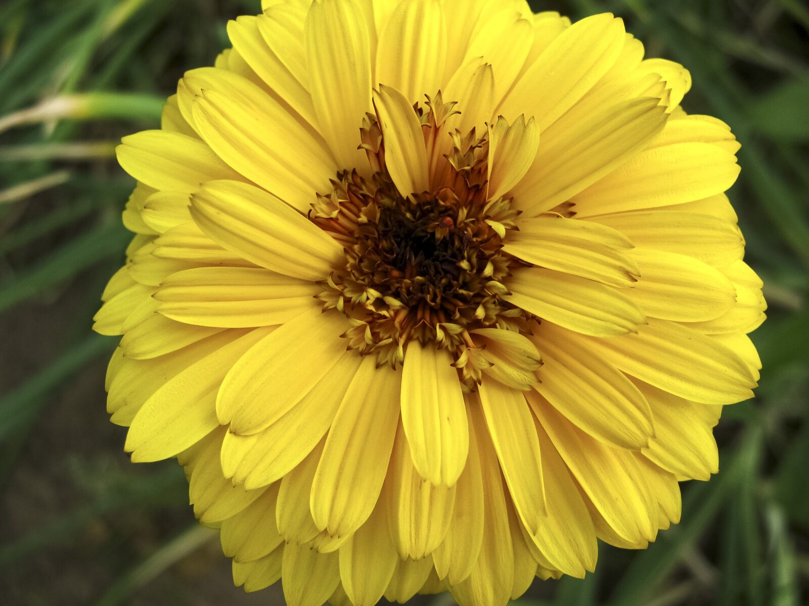 Canon PowerShot A480 sample photo. Zinnia, flower, yellow photography