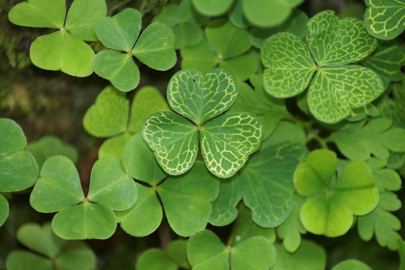 Sony SLT-A58 sample photo. Klee, shamrocks, plant photography