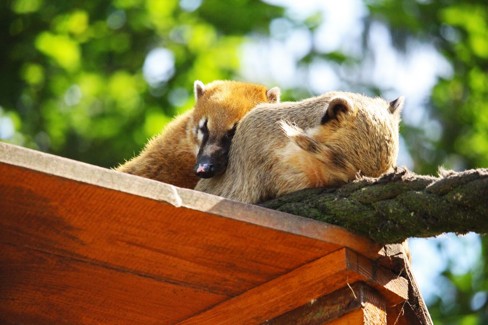 Canon EF-S 55-250mm F4-5.6 IS STM sample photo. Coati, zoo greifswald, zoo photography