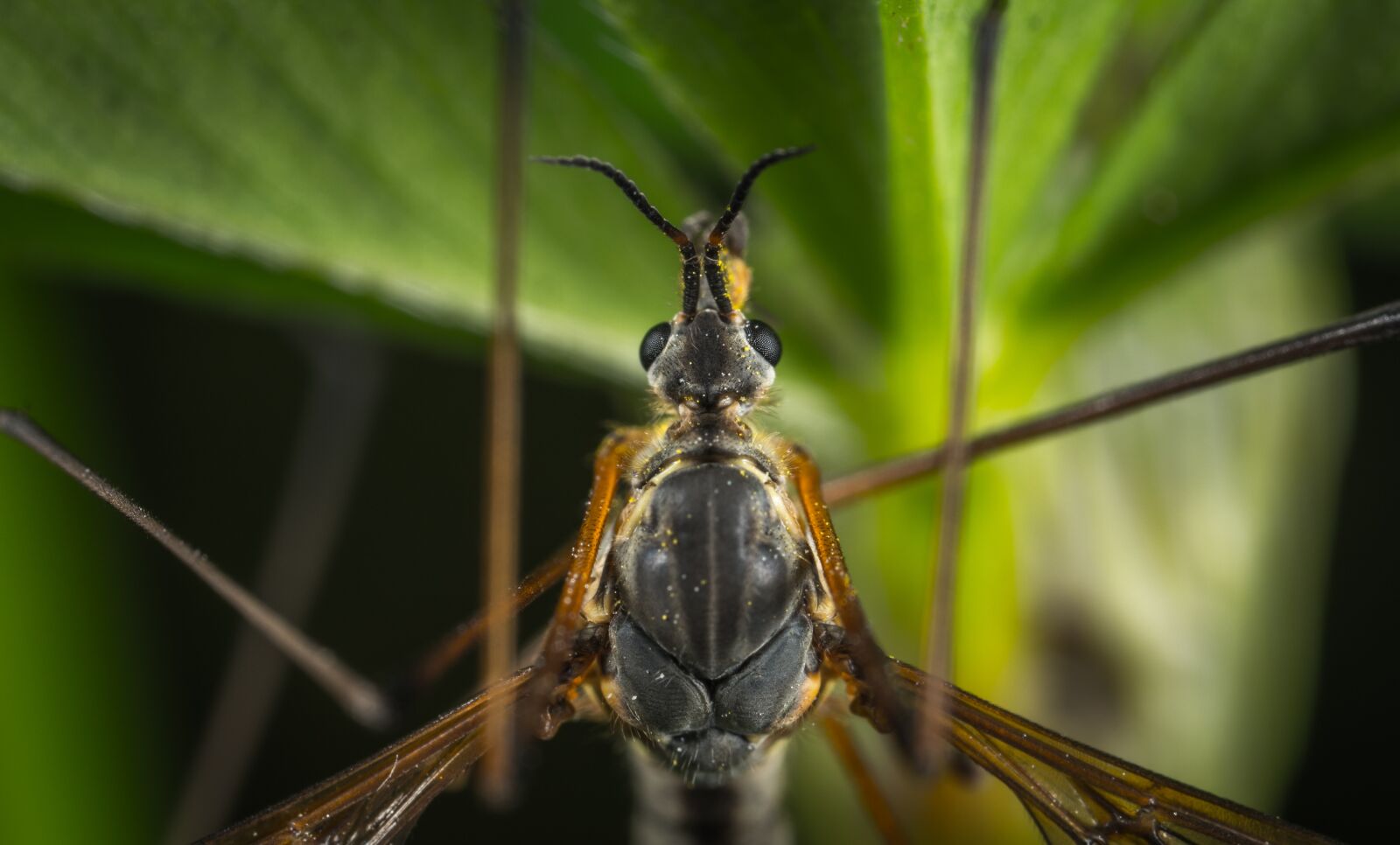 #124 65/2.8 sample photo. Insect, nature, living nature photography