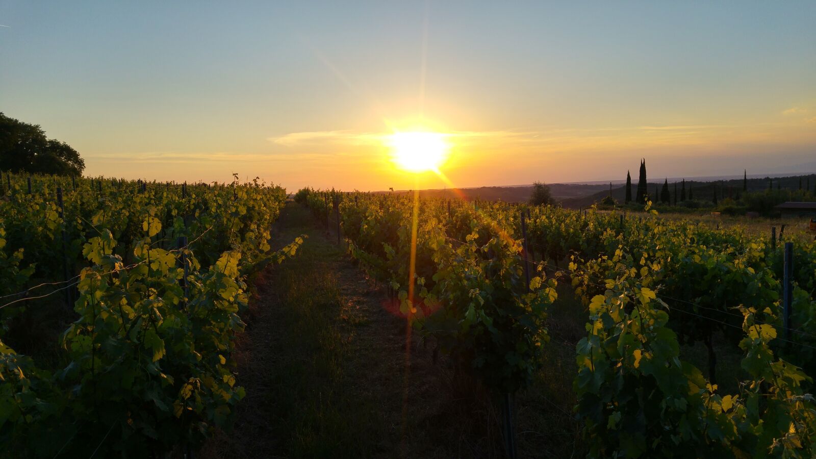LG G4 sample photo. Tuscany, italy, wine photography