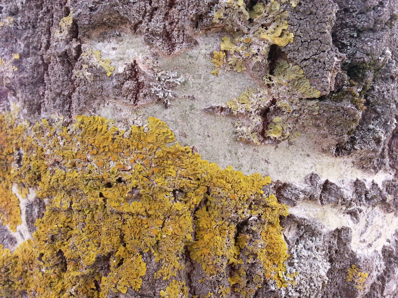 Samsung Galaxy S3 sample photo. Tree, bark, lichen photography
