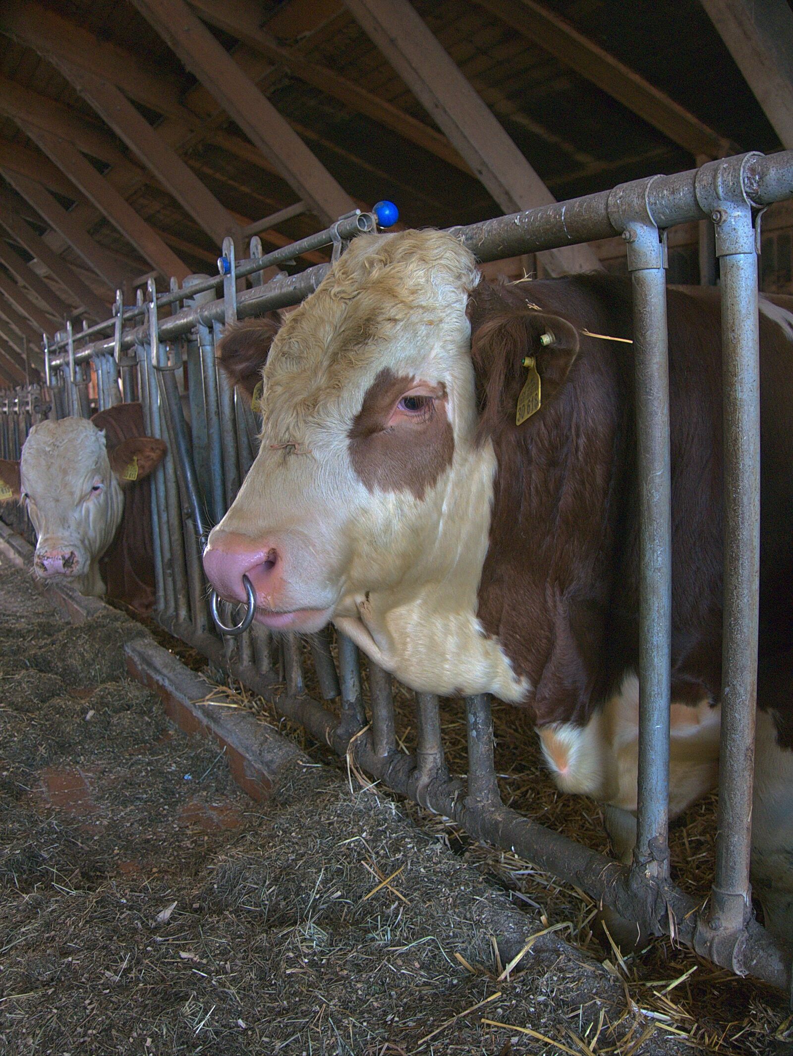 Panasonic Lumix DMC-G6 sample photo. Cow, bull, farm photography