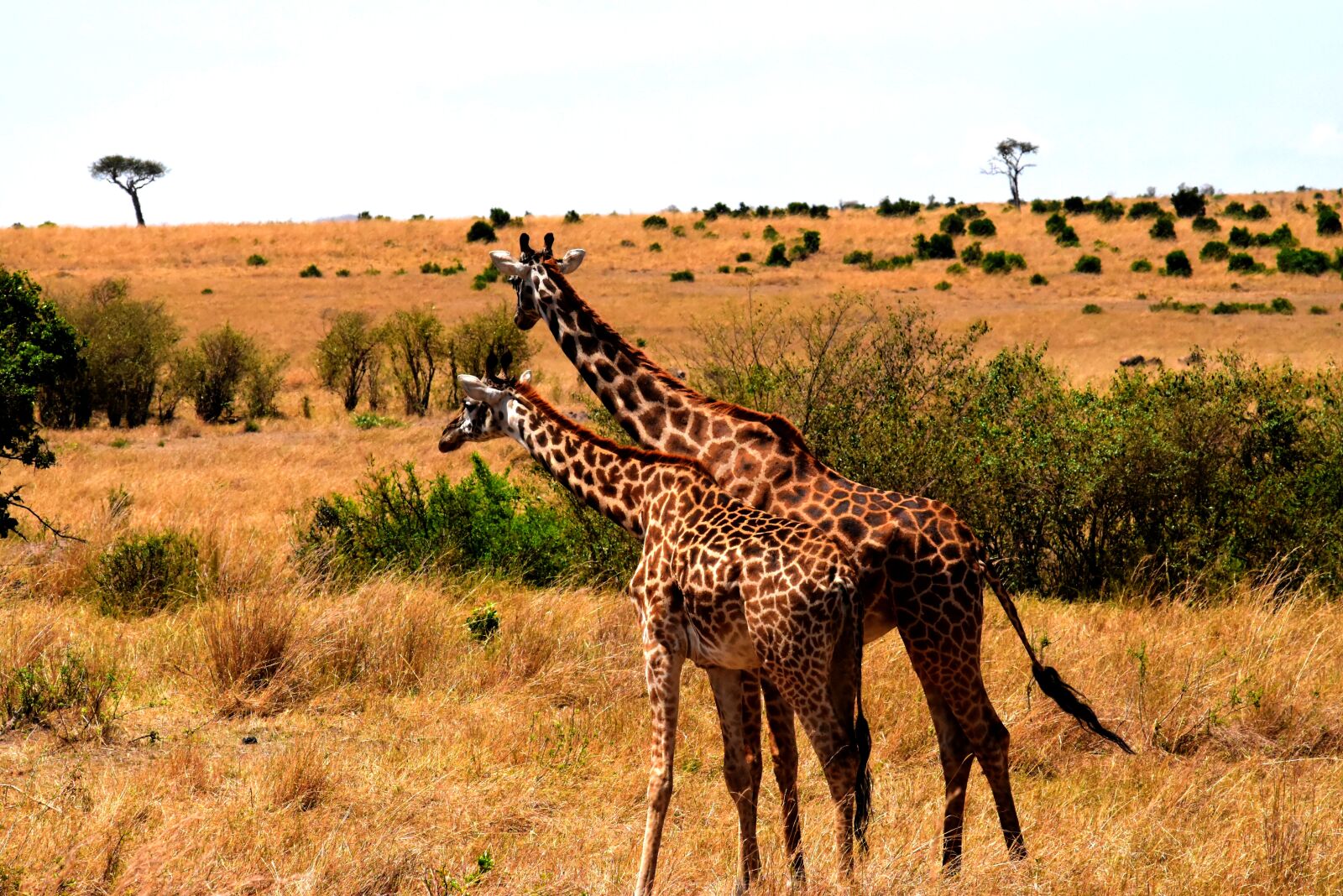 Nikon D5500 sample photo. Wildlife, africa, tanzania photography
