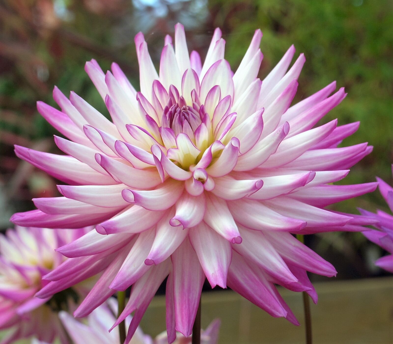Olympus E-520 (EVOLT E-520) sample photo. Flower, dahlia, bloom photography