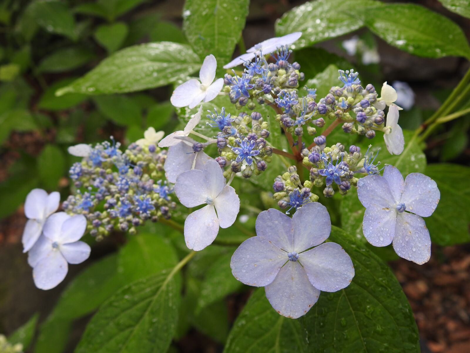 Nikon Coolpix P900 sample photo. Flower, blue, nature photography