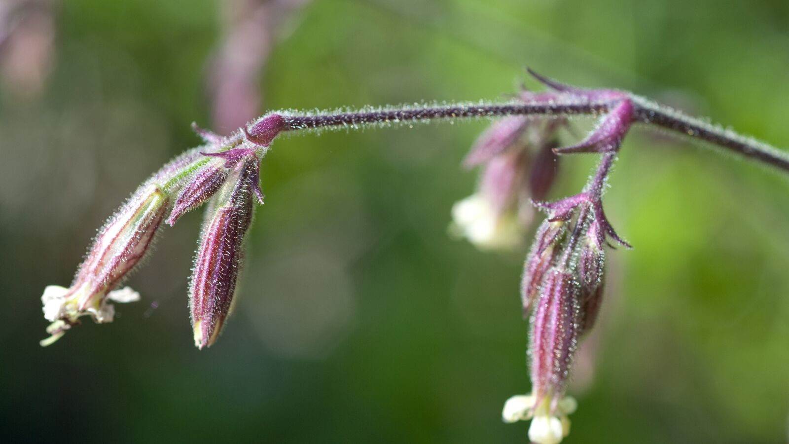 Nikon D3 sample photo. Flower, nature, plants photography