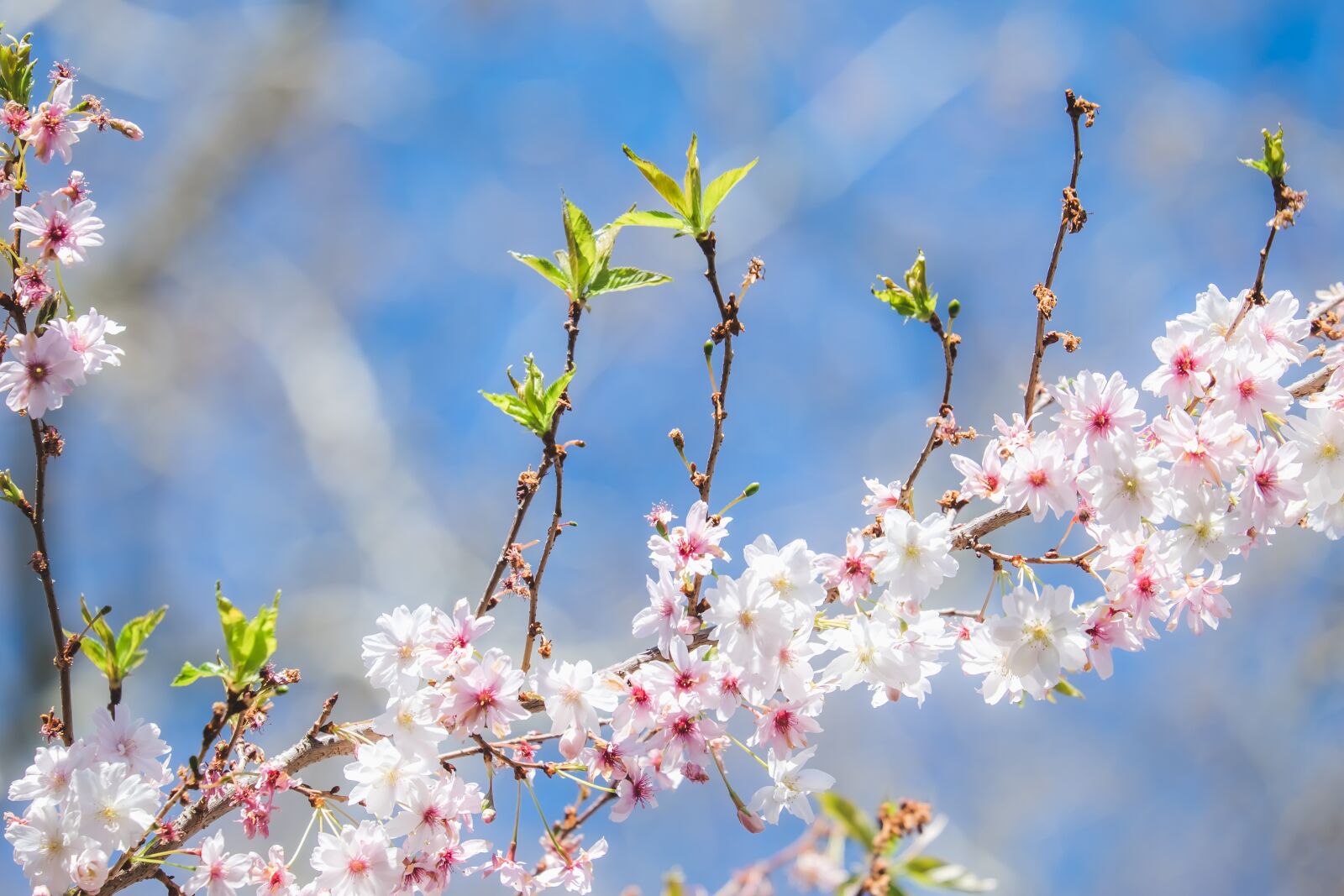 Fujifilm X-T10 sample photo. Flowering twig, japanese cherry photography