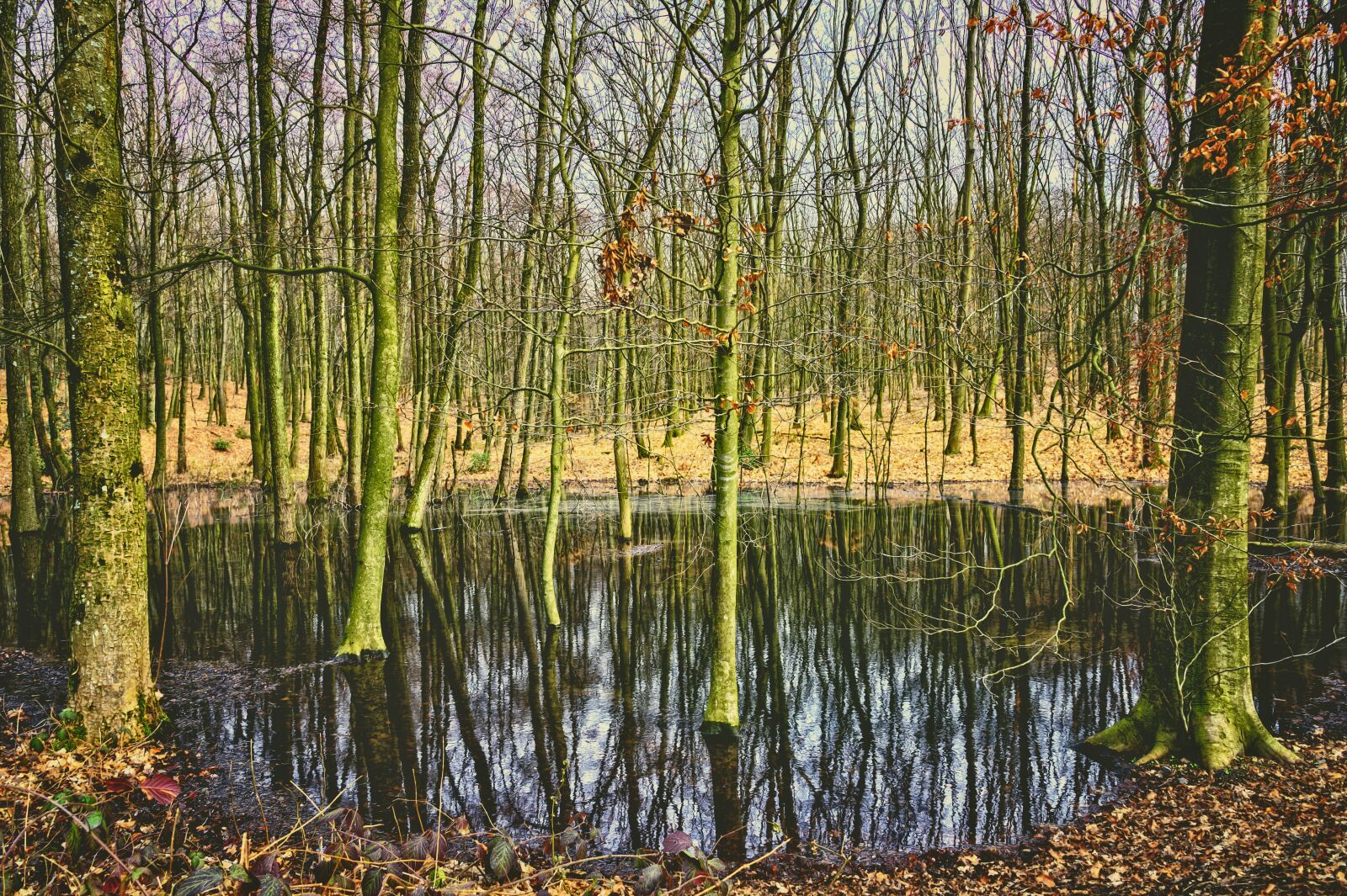Nikon Z6 sample photo. Forest, trees, water photography