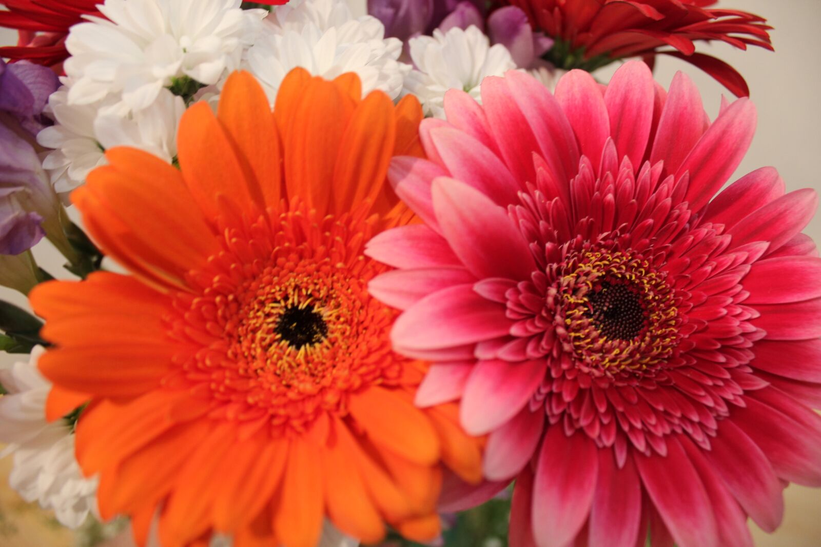 Canon EOS 550D (EOS Rebel T2i / EOS Kiss X4) sample photo. Chrysanthemum, bright, bouquet photography