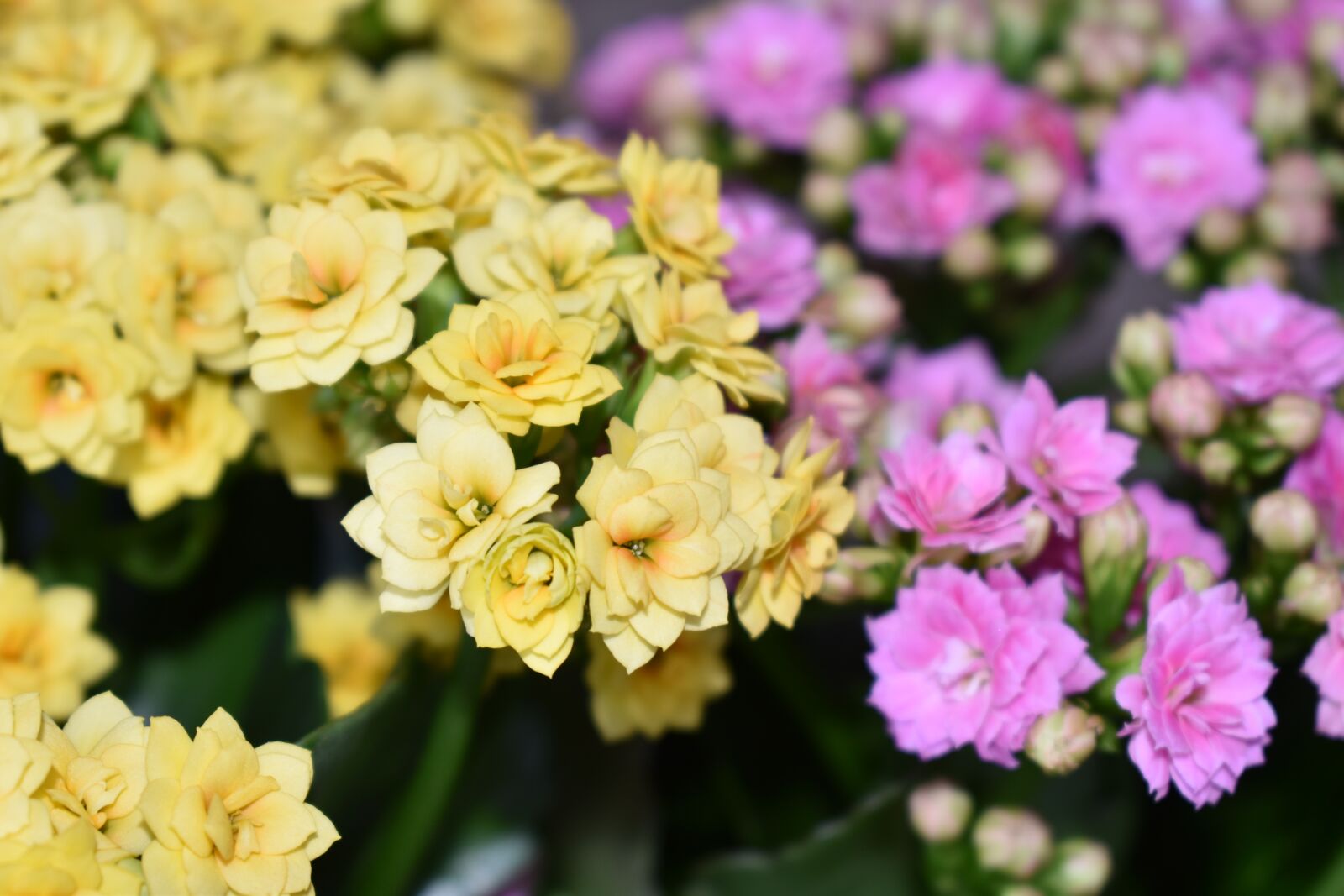 Nikon D5600 sample photo. Flowers, spring, nature photography