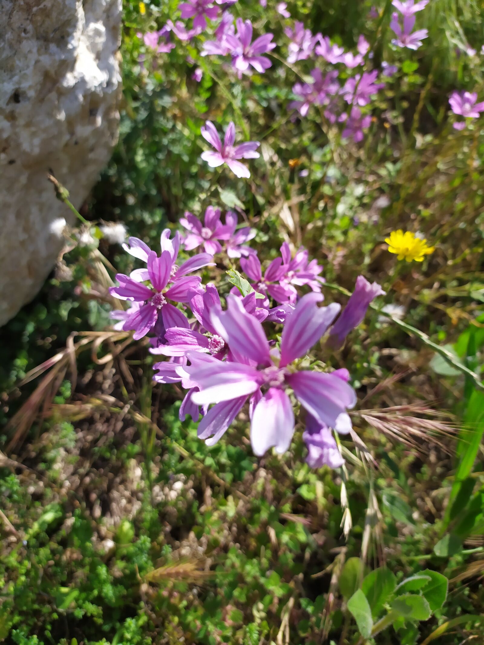 Xiaomi Redmi Note 7 sample photo. Flowers, violet, nature photography