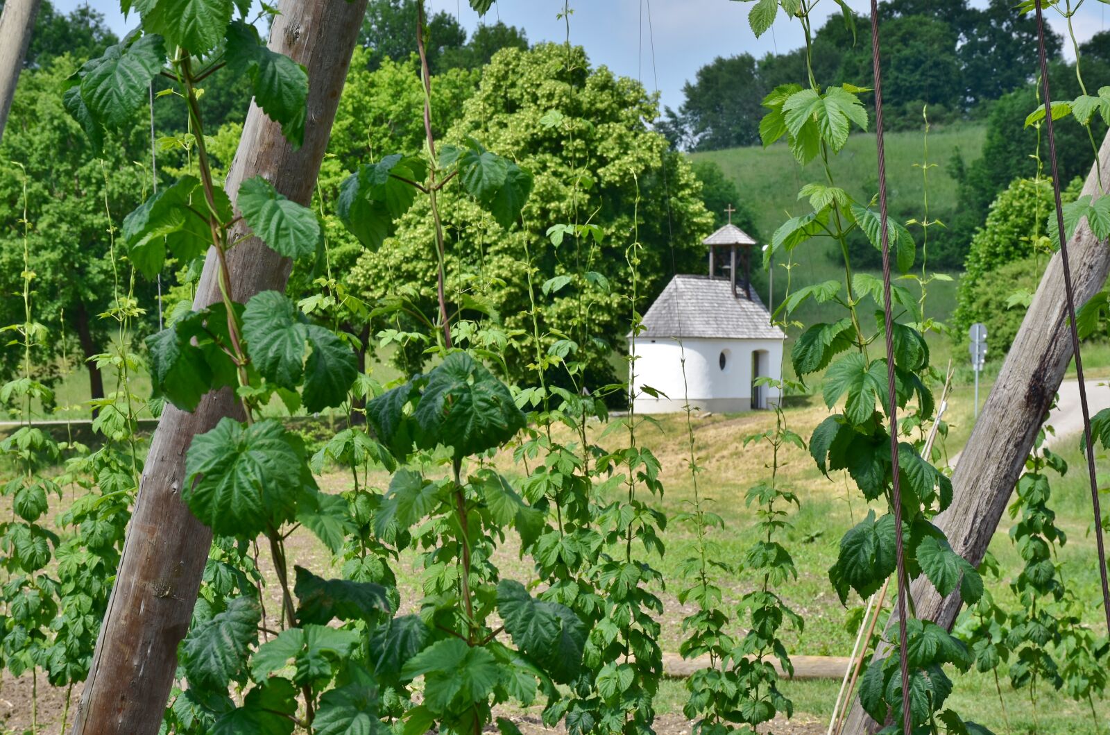 Nikon D7200 sample photo. Hops, cultivation, bavaria photography