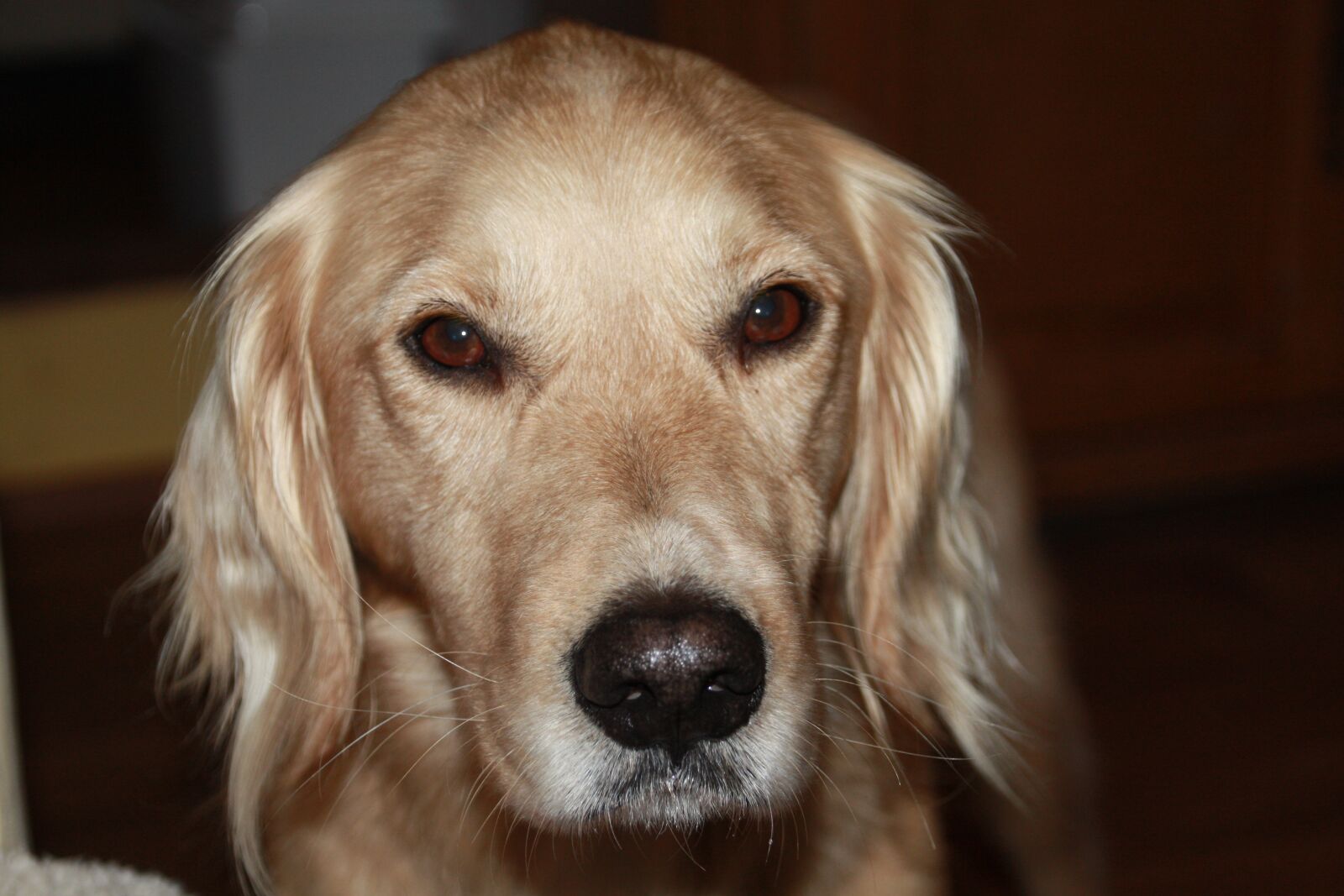 Canon EOS 450D (EOS Rebel XSi / EOS Kiss X2) sample photo. Dog, devotee, friendly photography
