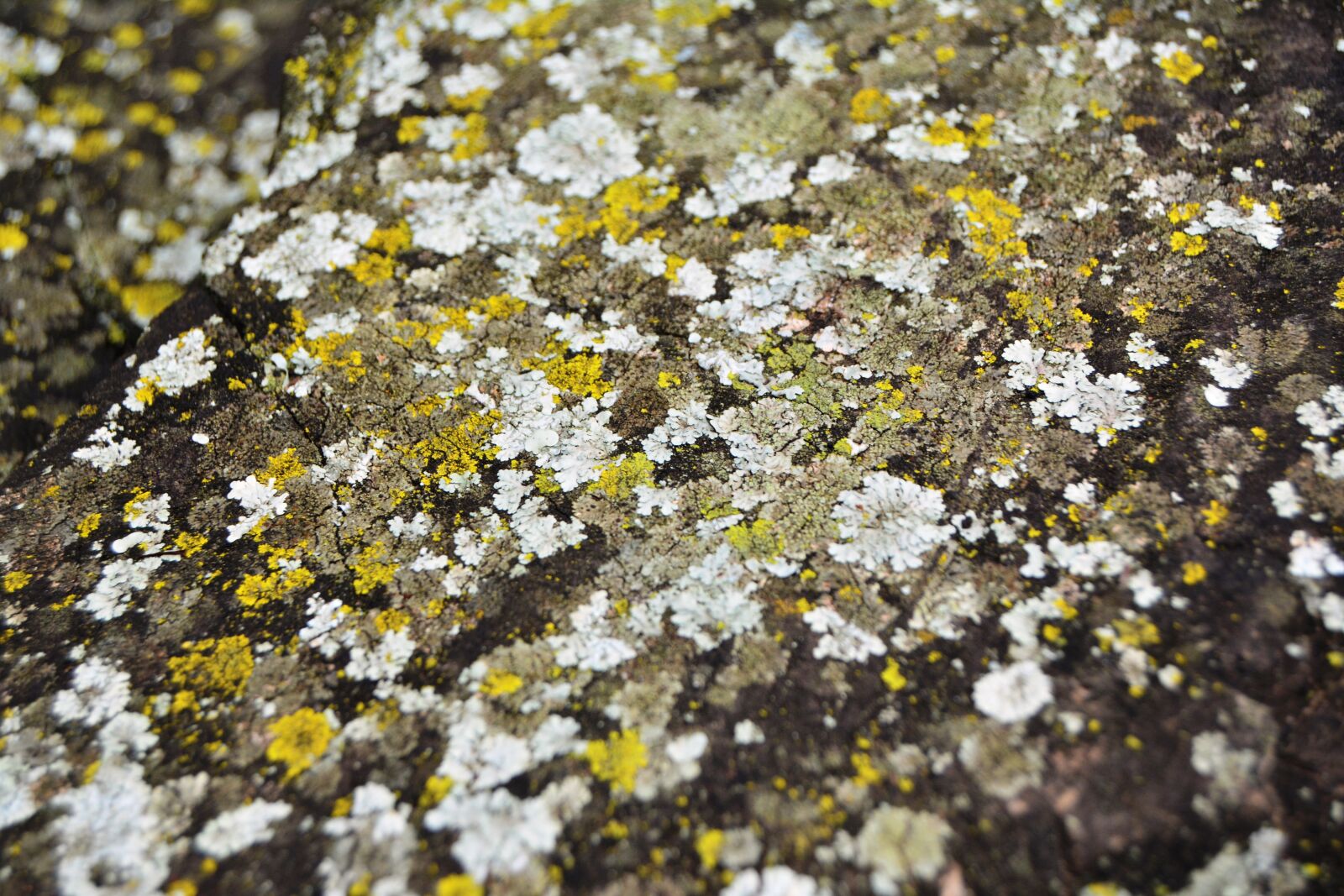 Nikon D5200 sample photo. Lichen, green, grey photography