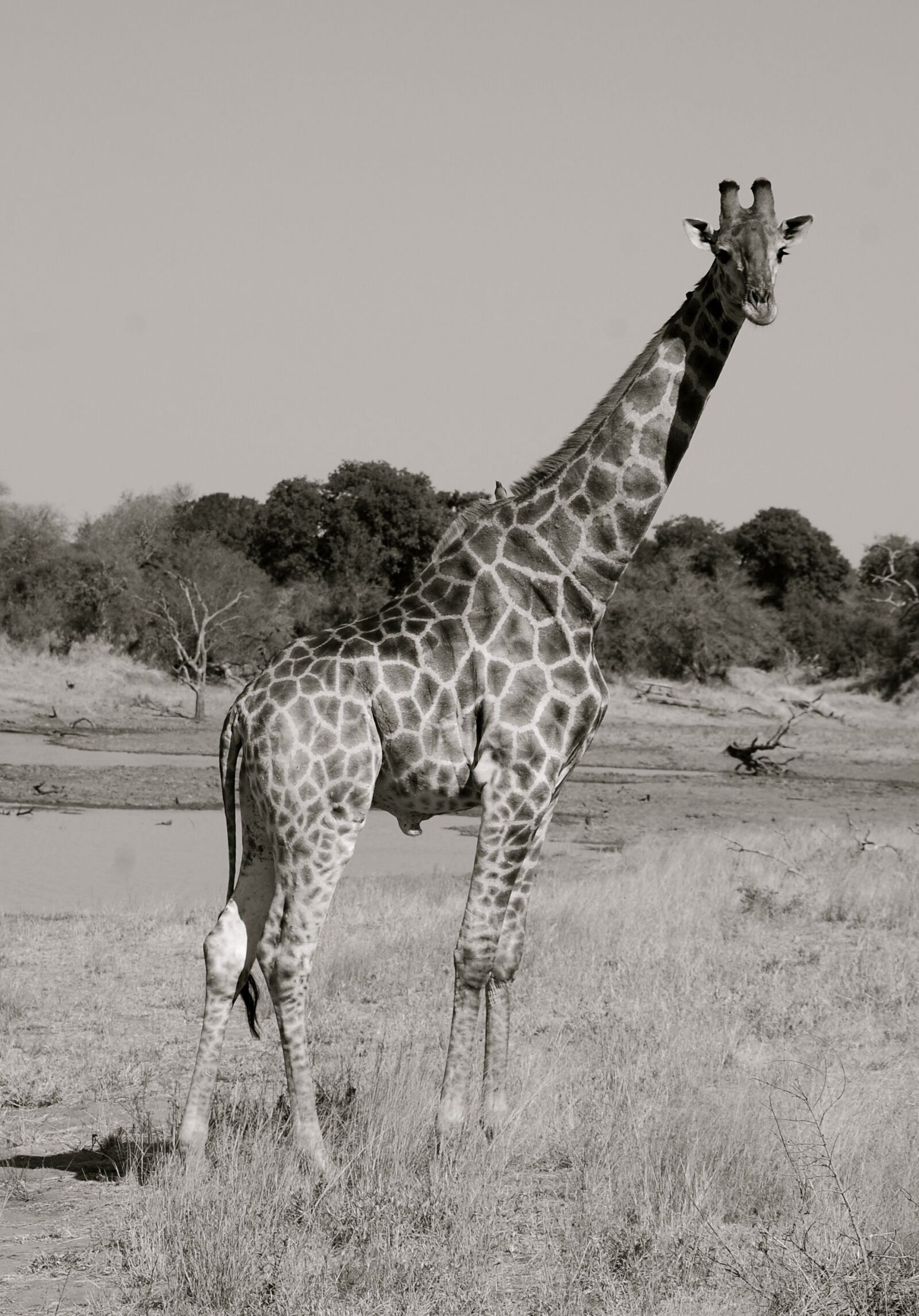 Nikon D40 sample photo. Giraffe, safari, africa photography