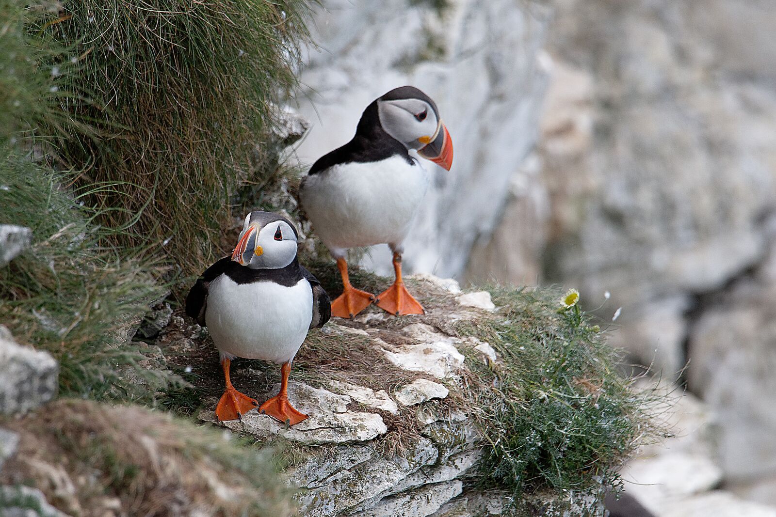 Canon EOS 7D Mark II sample photo. Puffins, nature, seabird photography