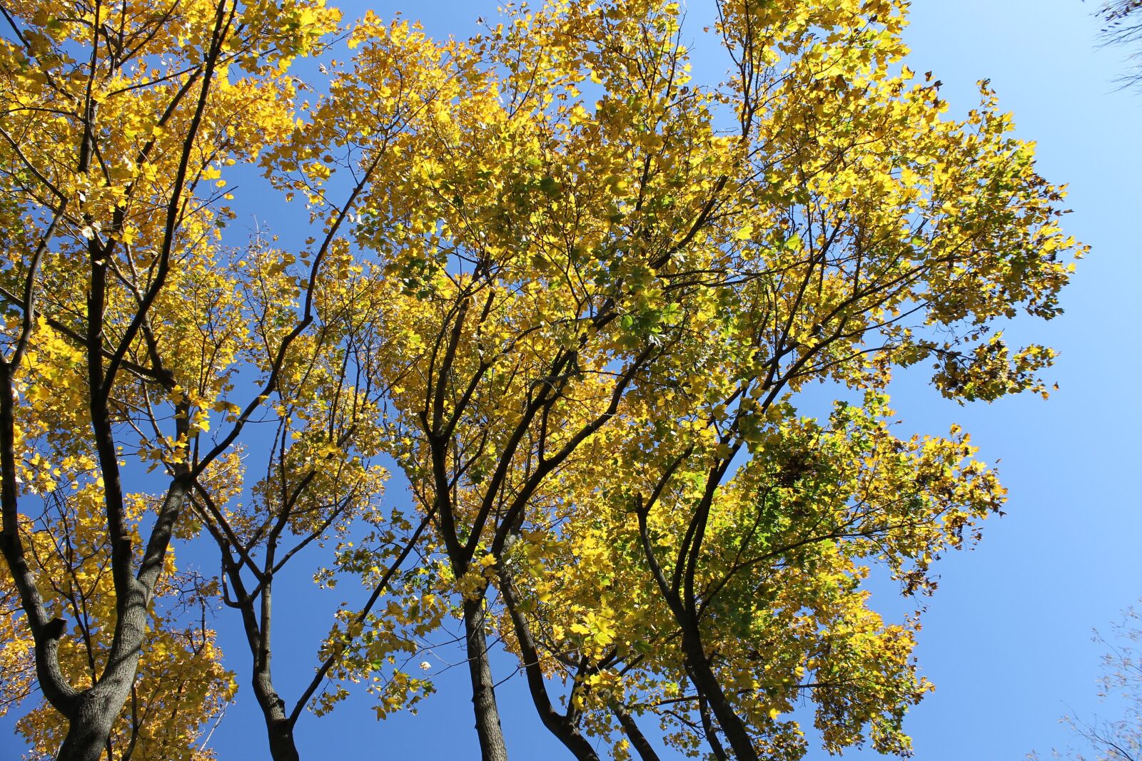 Canon EOS 1100D (EOS Rebel T3 / EOS Kiss X50) sample photo. Autumn leaves, nature, sky photography