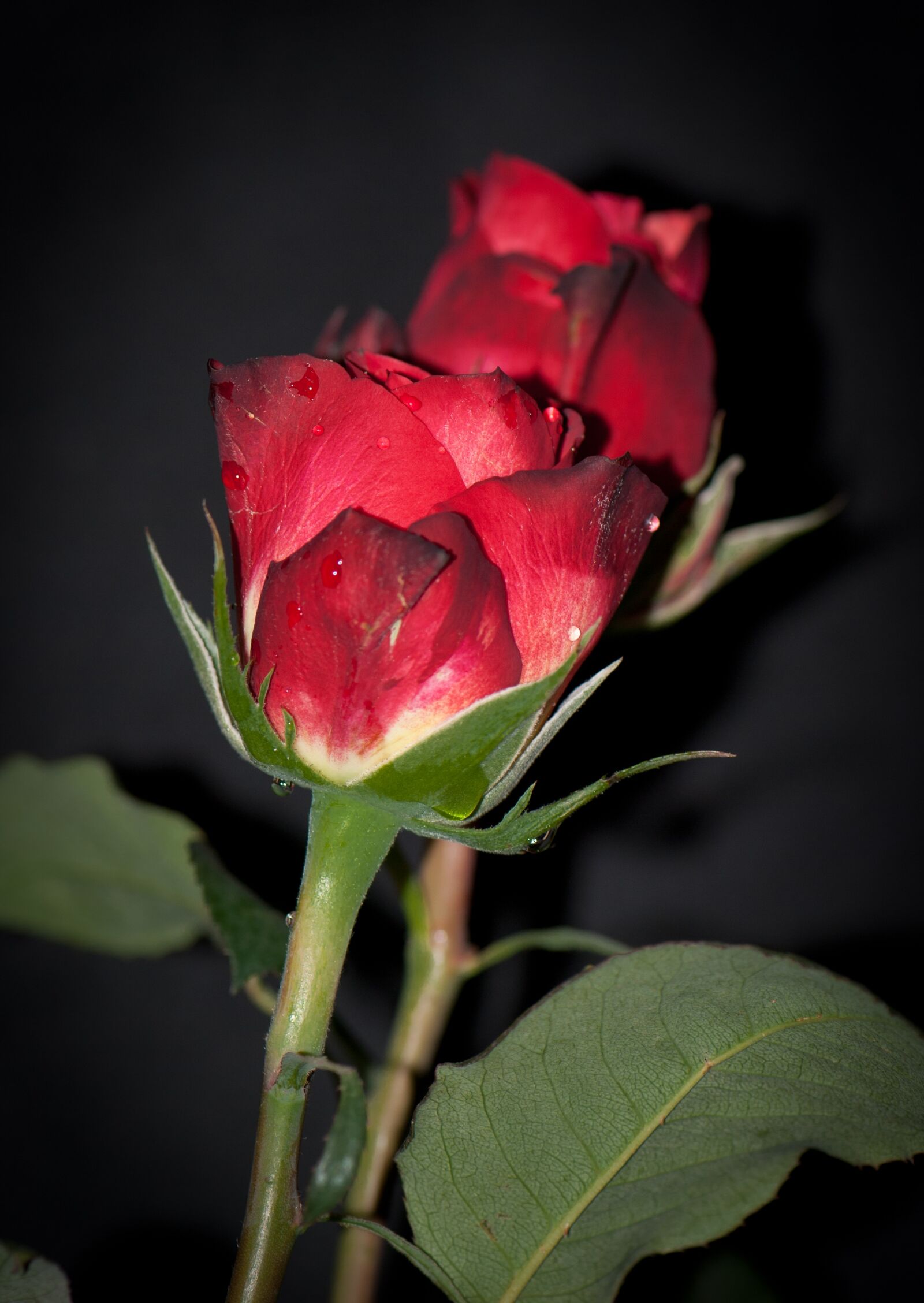Nikon D60 sample photo. Red rose, flower, nature photography