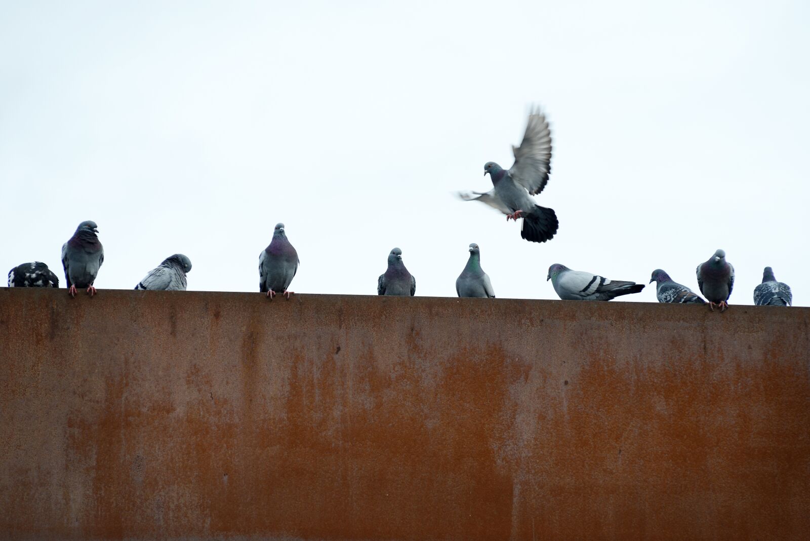 Nikon D800 sample photo. Pigeons, rusty, city photography