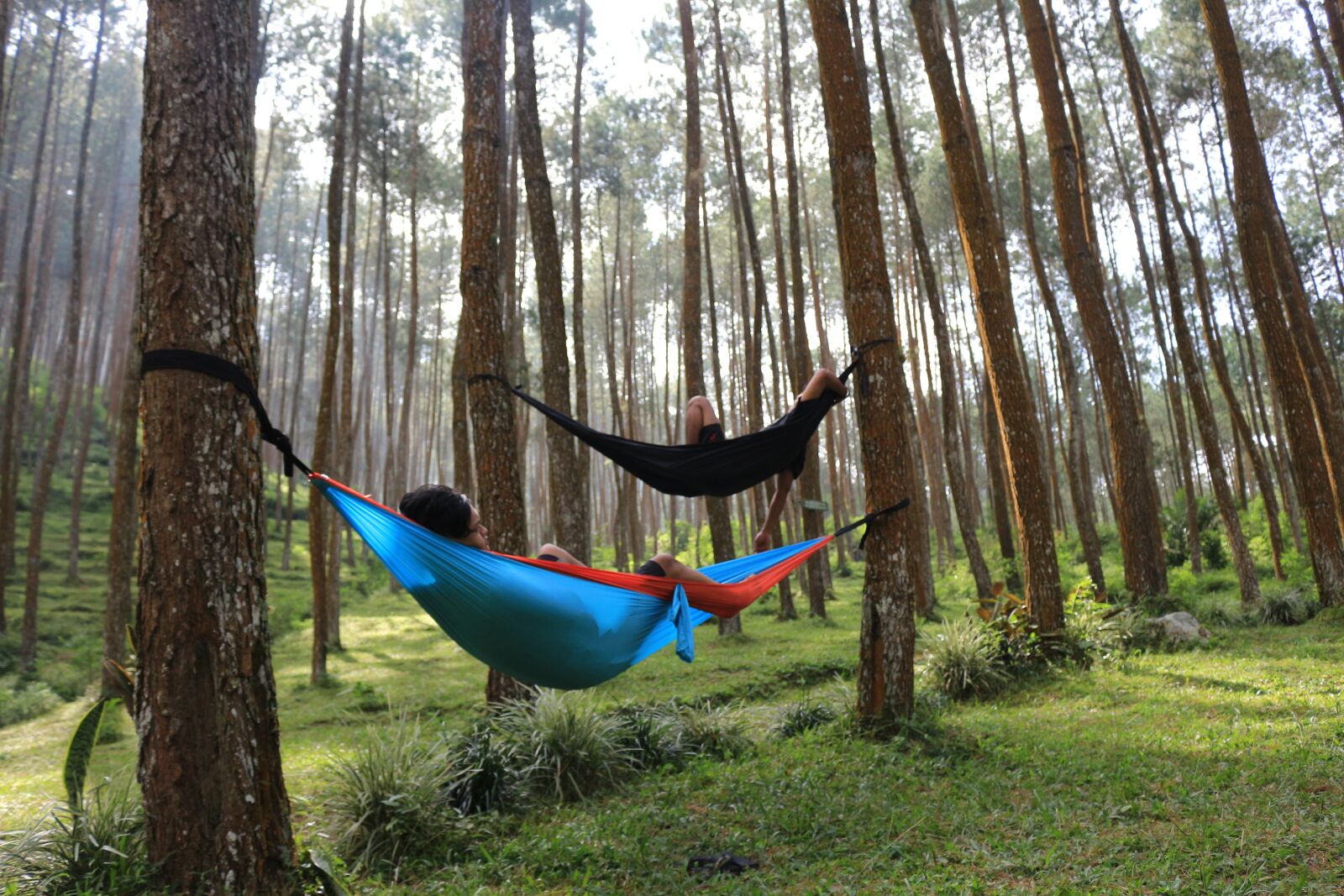 Canon EOS 700D (EOS Rebel T5i / EOS Kiss X7i) sample photo. Wood, forest, tree photography