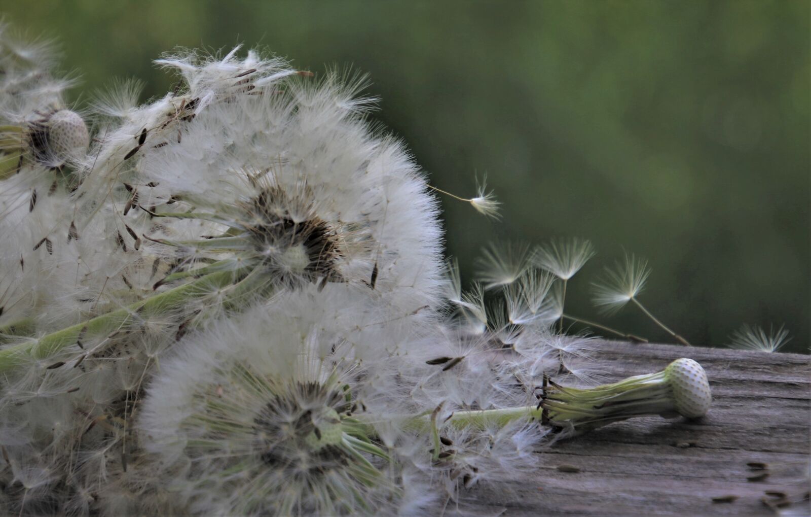 Canon EOS 80D sample photo. Wind, fluff, nuns photography